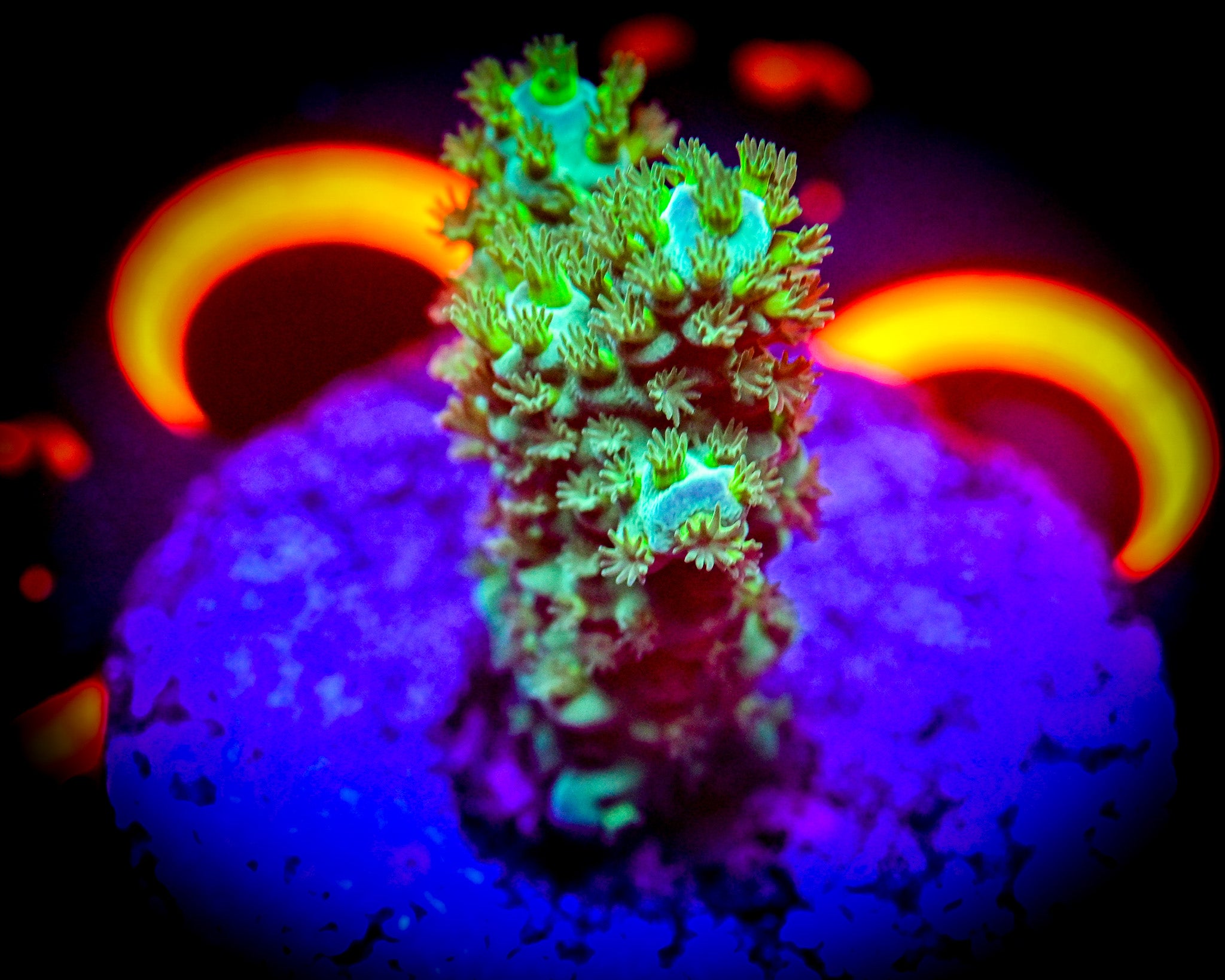 Acropora Frag WYSIWYG