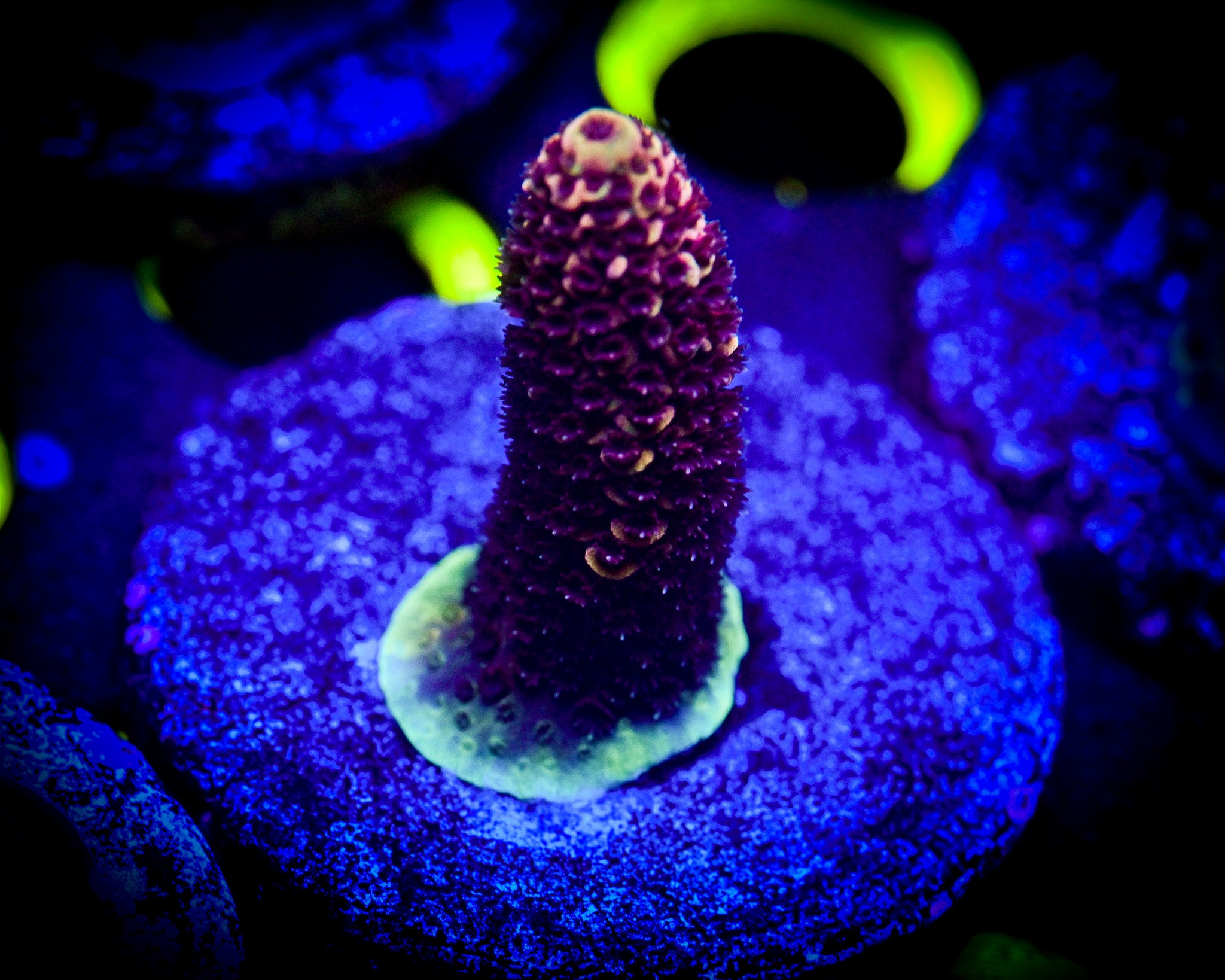 Acropora Frag WYSIWYG