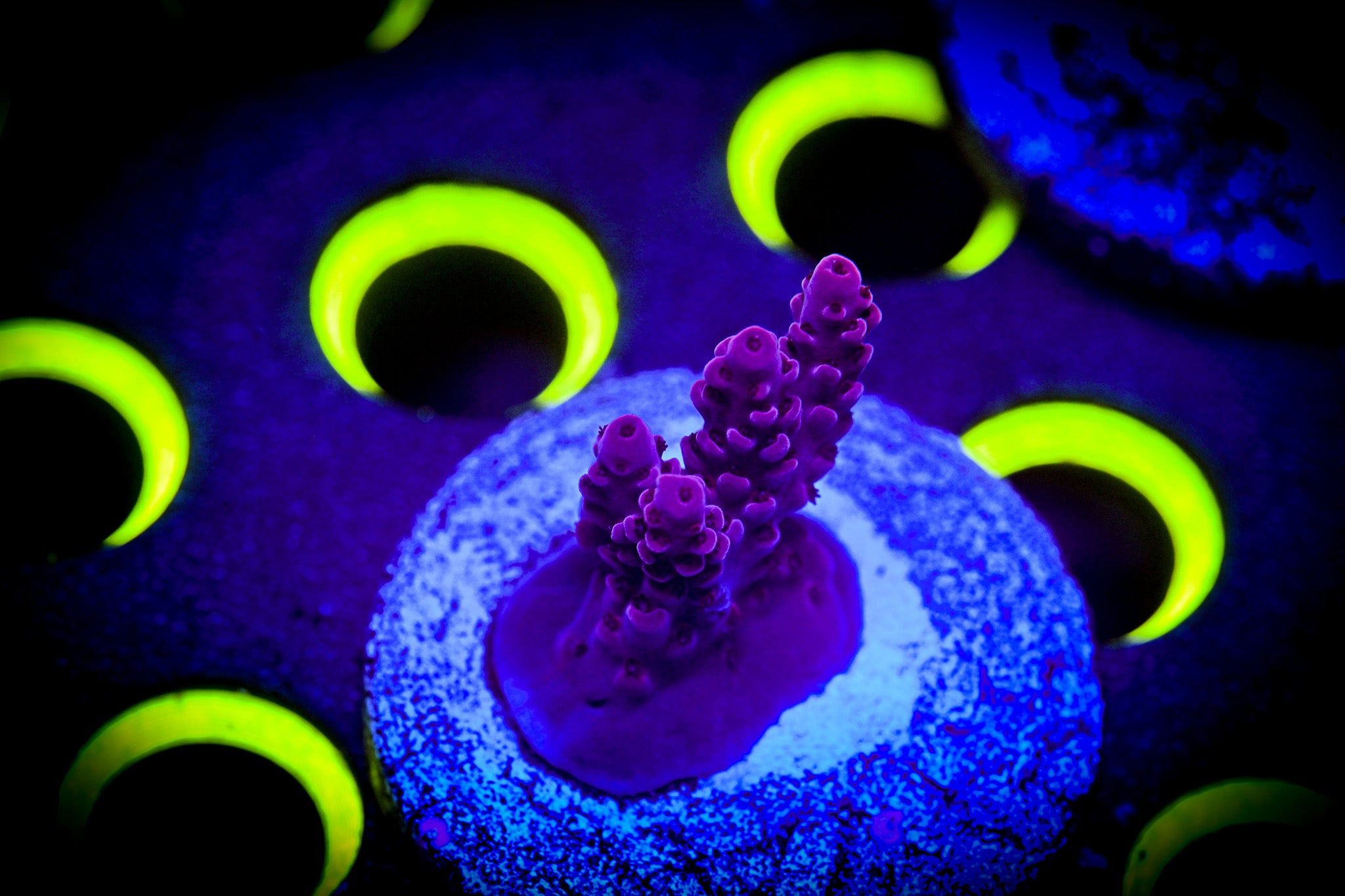 Acropora Frag WYSIWYG