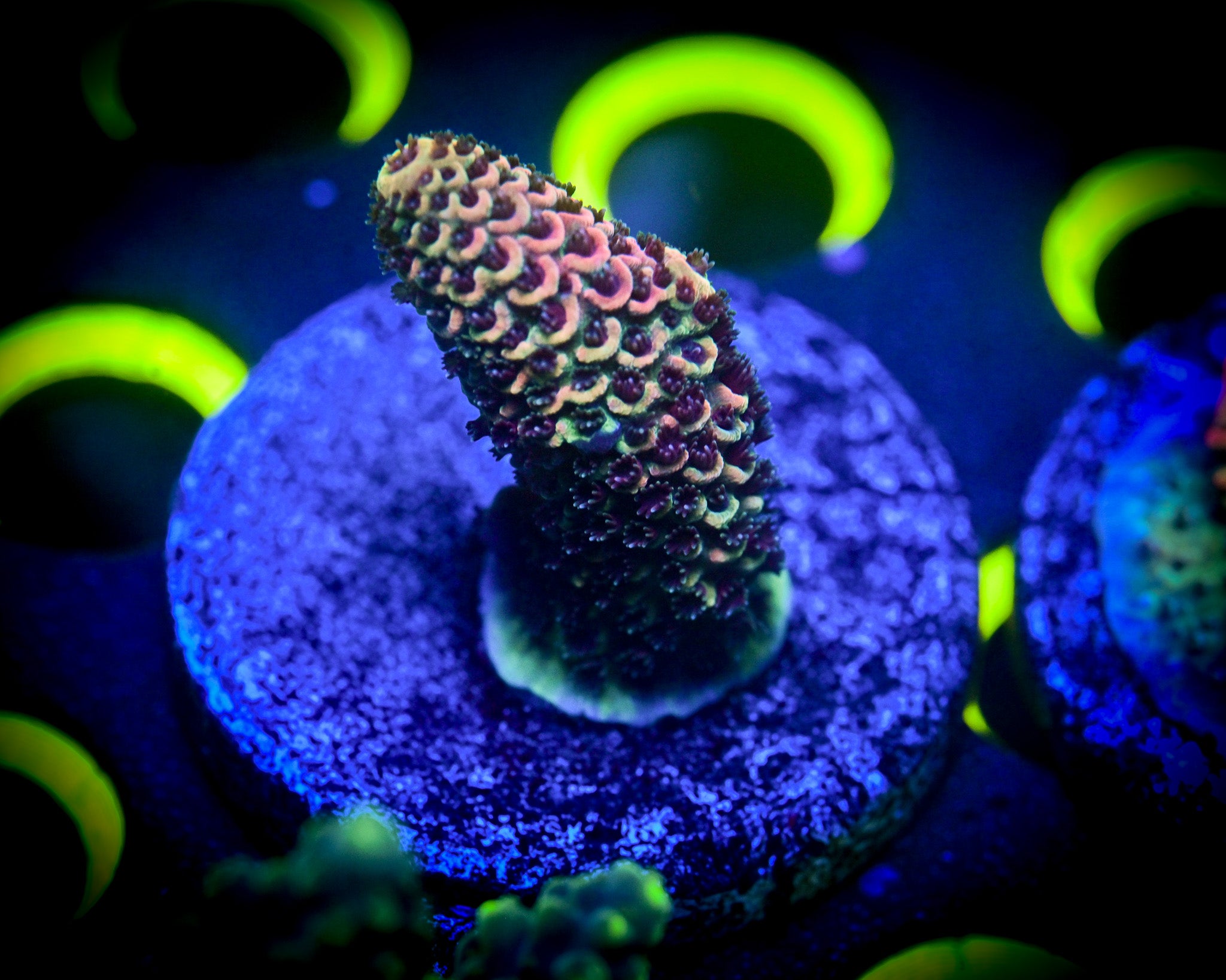 Acropora Frag WYSIWYG