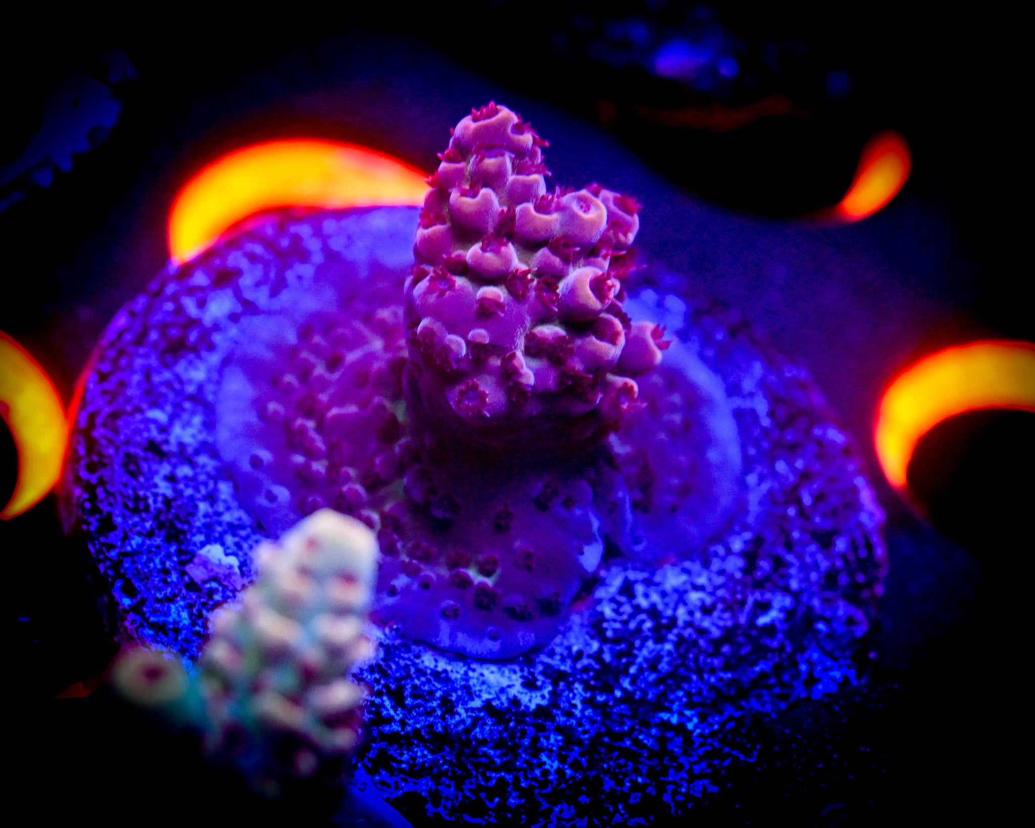 Acropora Frag WYSIWYG