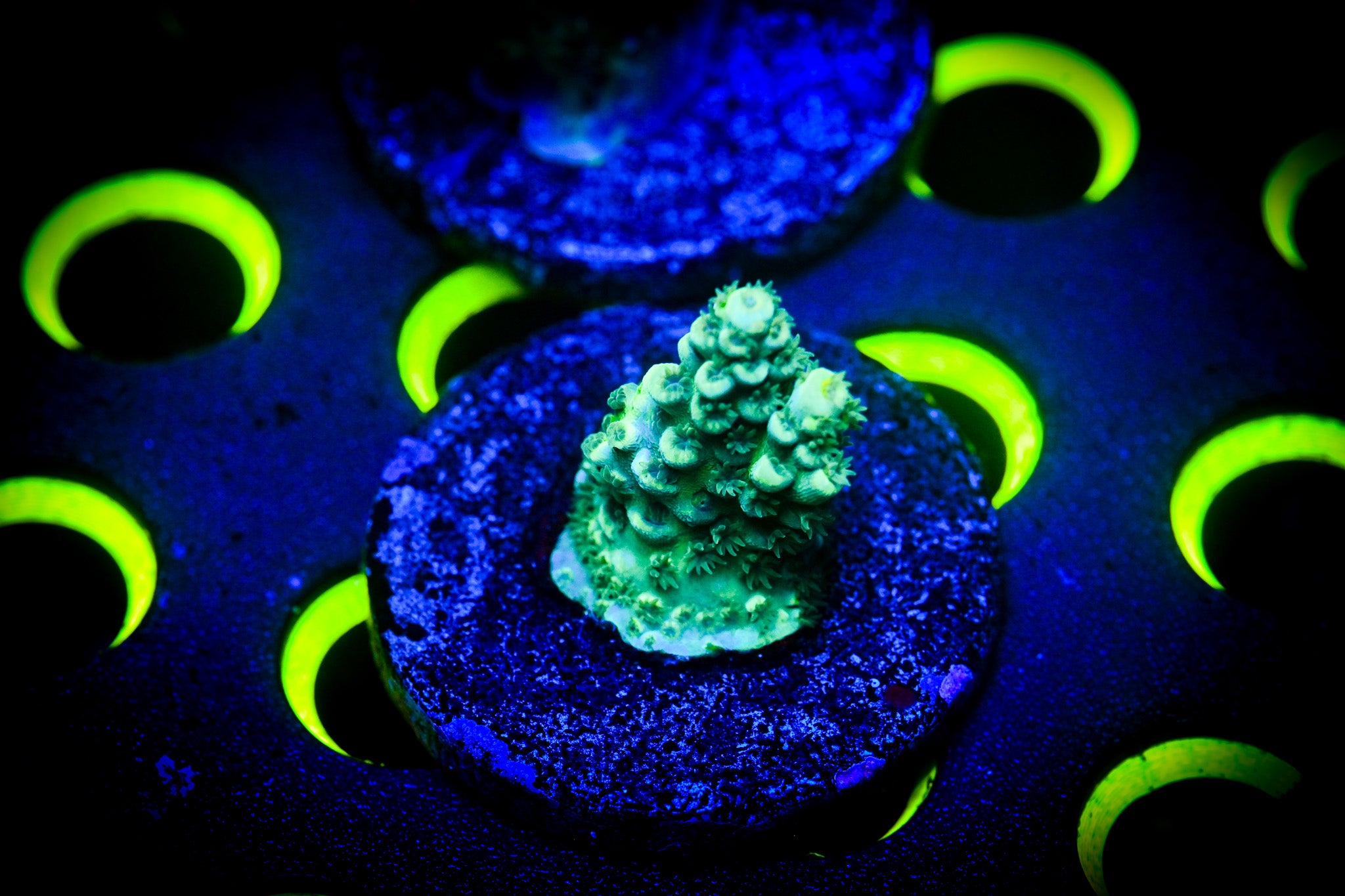 Acropora Frag WYSIWYG