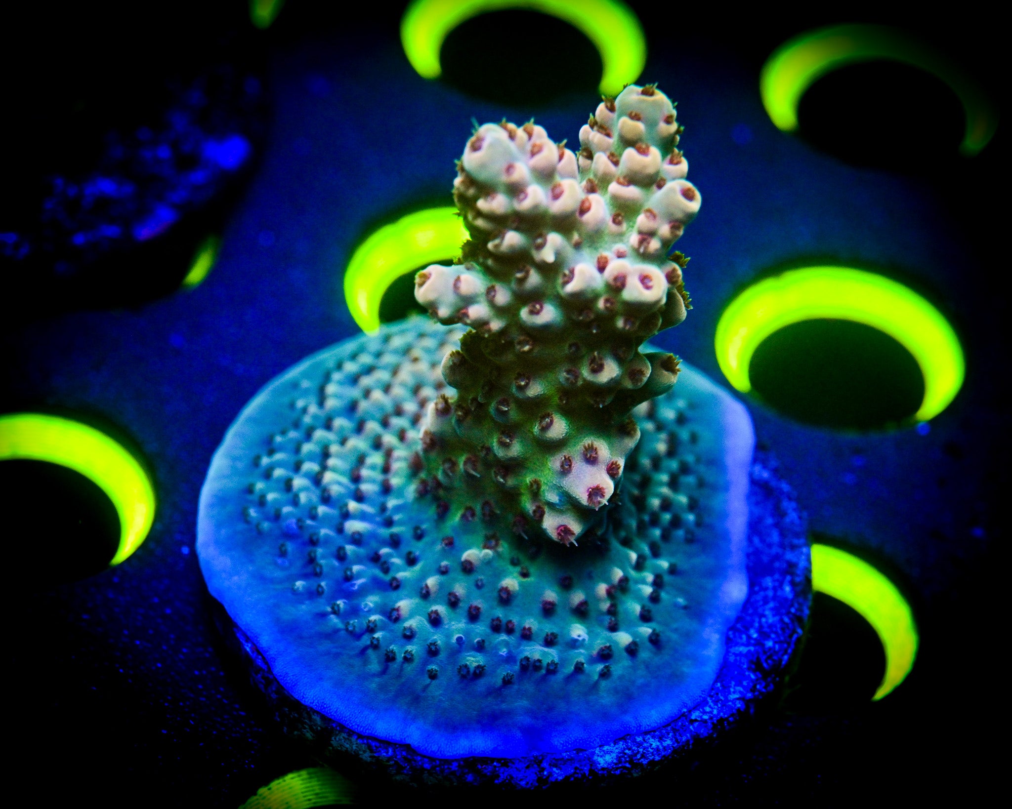 Acropora Frag WYSIWYG