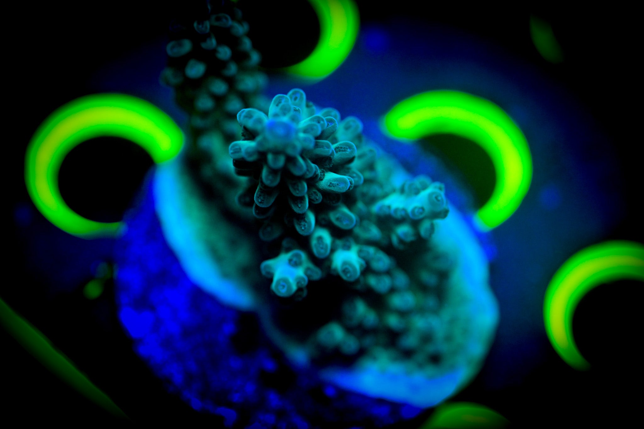 Acropora Frag WYSIWYG