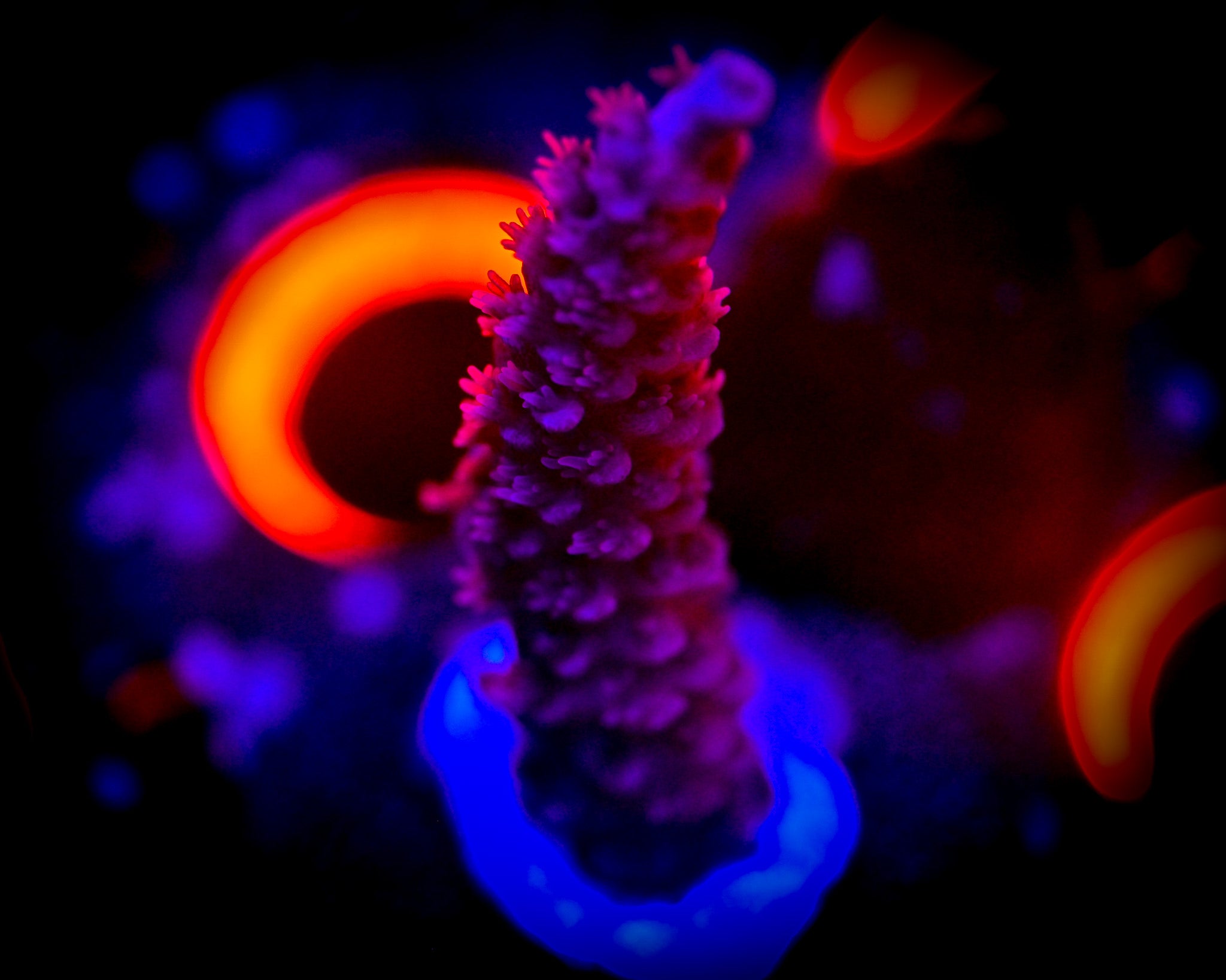 Acropora Frag WYSIWYG