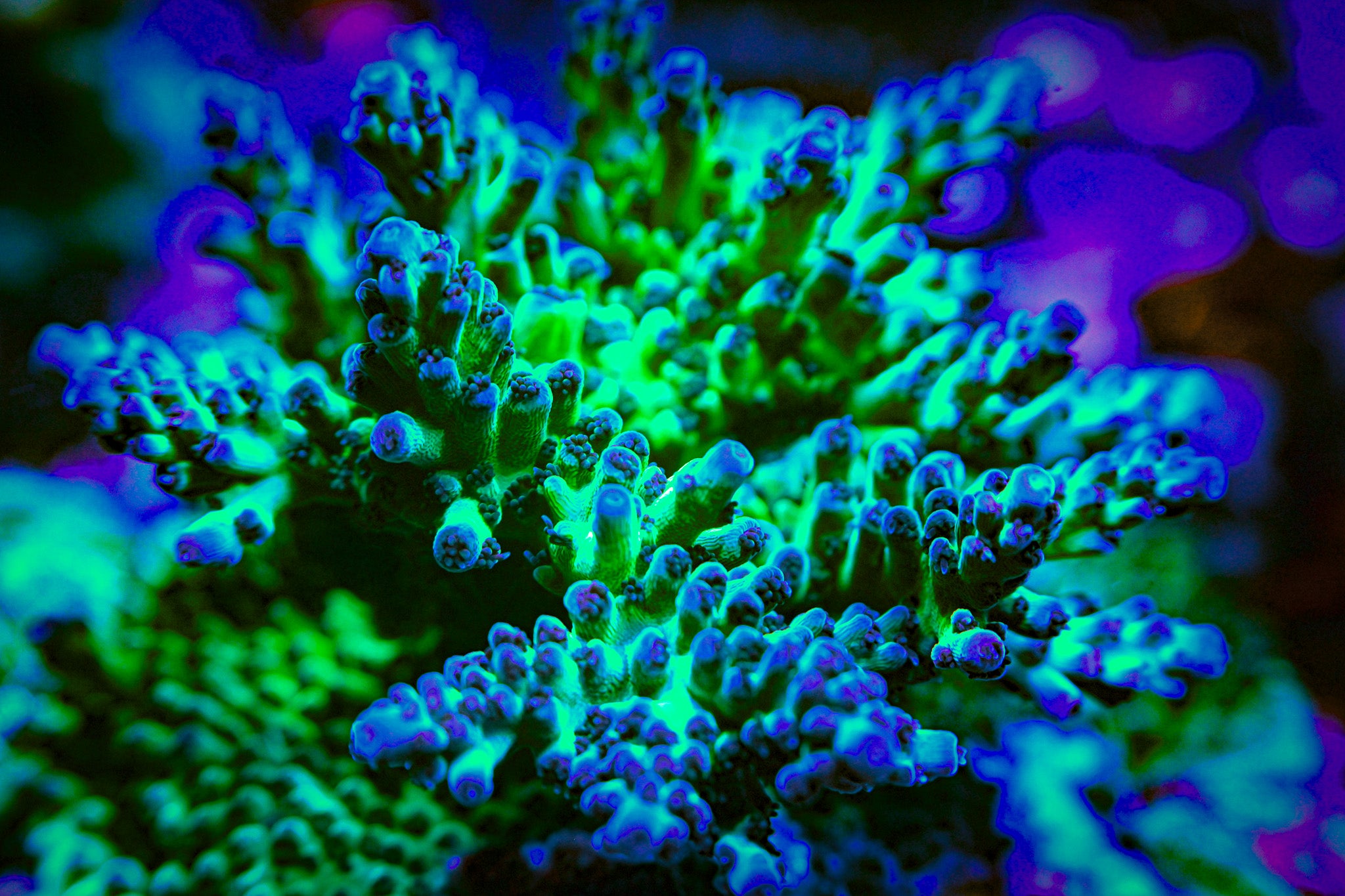 RC Blue Bonnet Acropora *CUT TO ORDER FRAG*