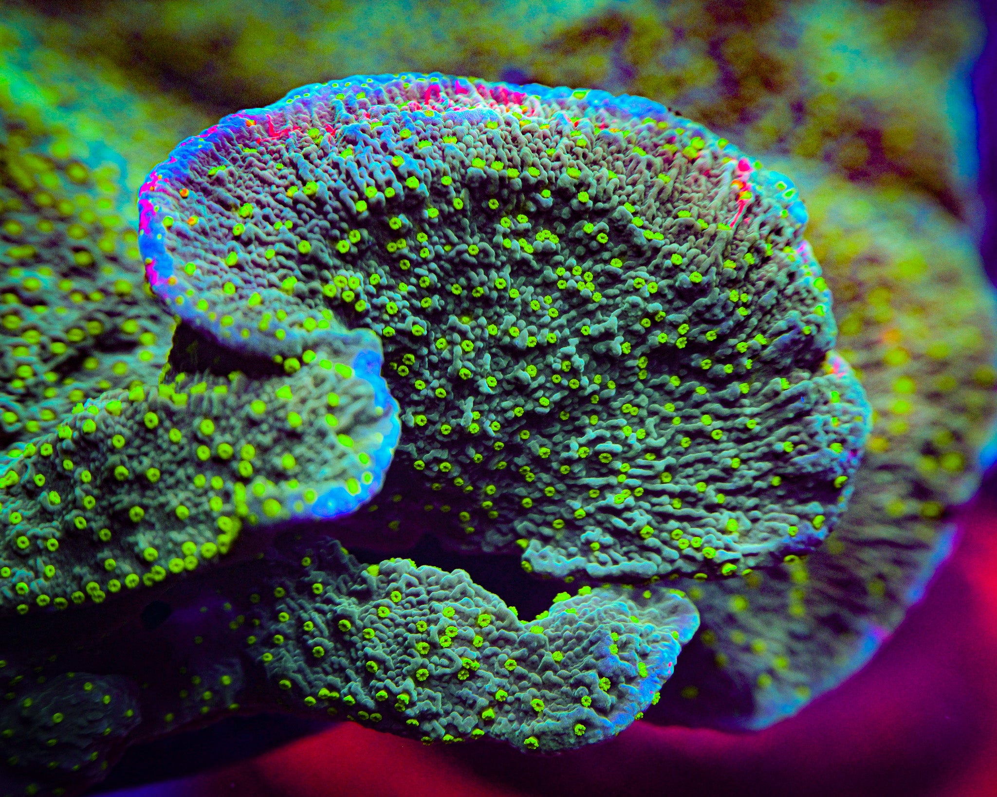 TSA Jolly Rancher Montipora Cap Frag