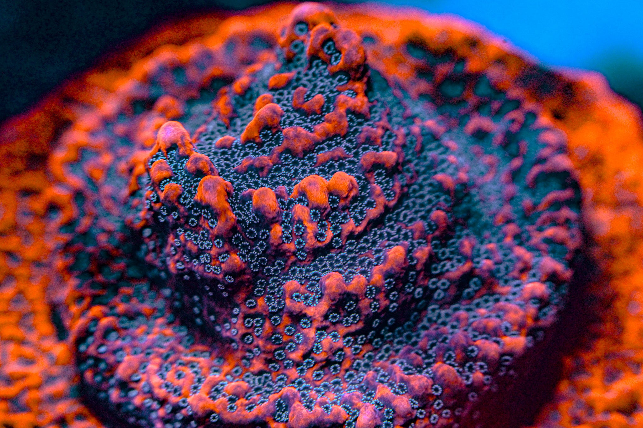 JF Silver Bullet Montipora Frag