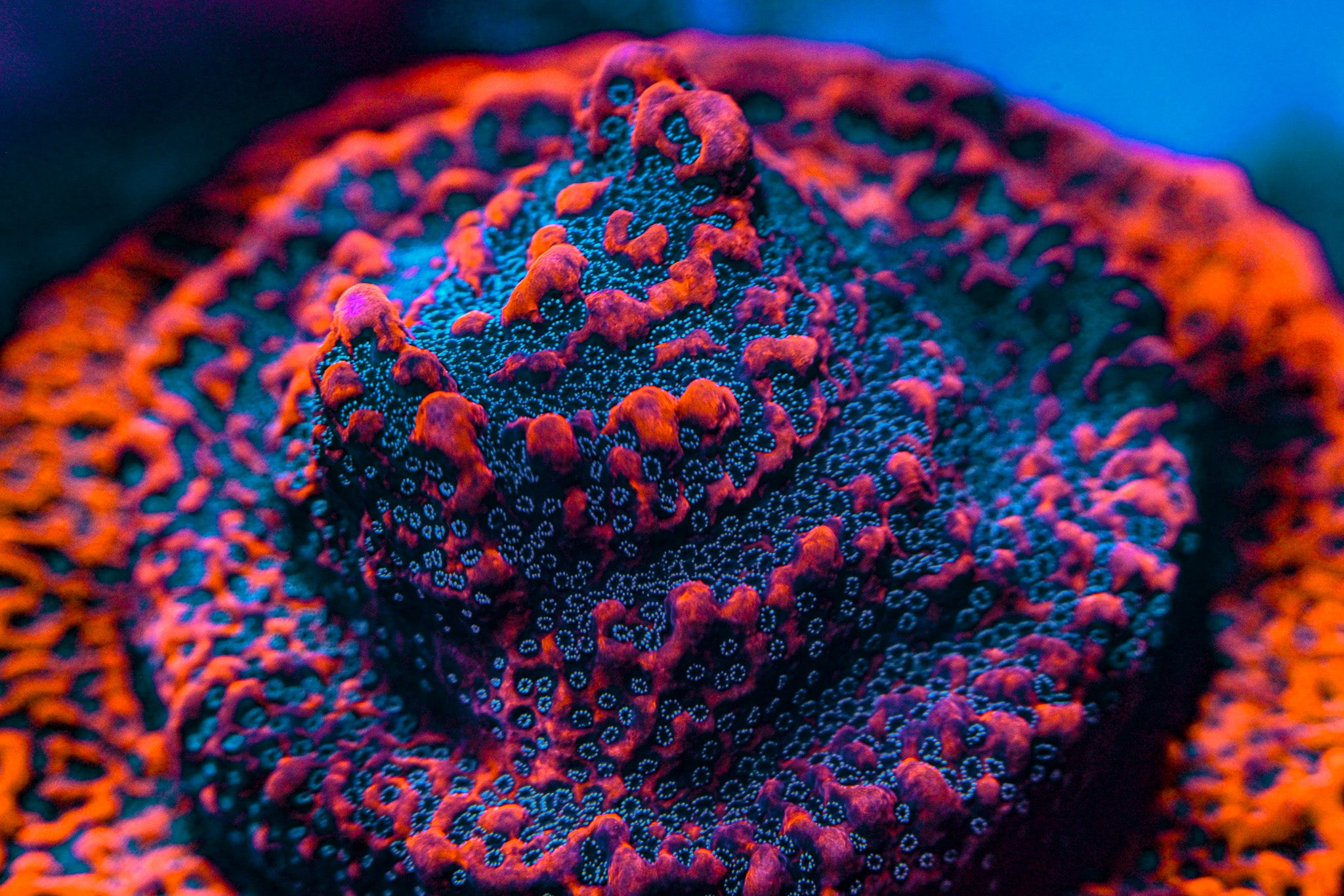 JF Silver Bullet Montipora Frag