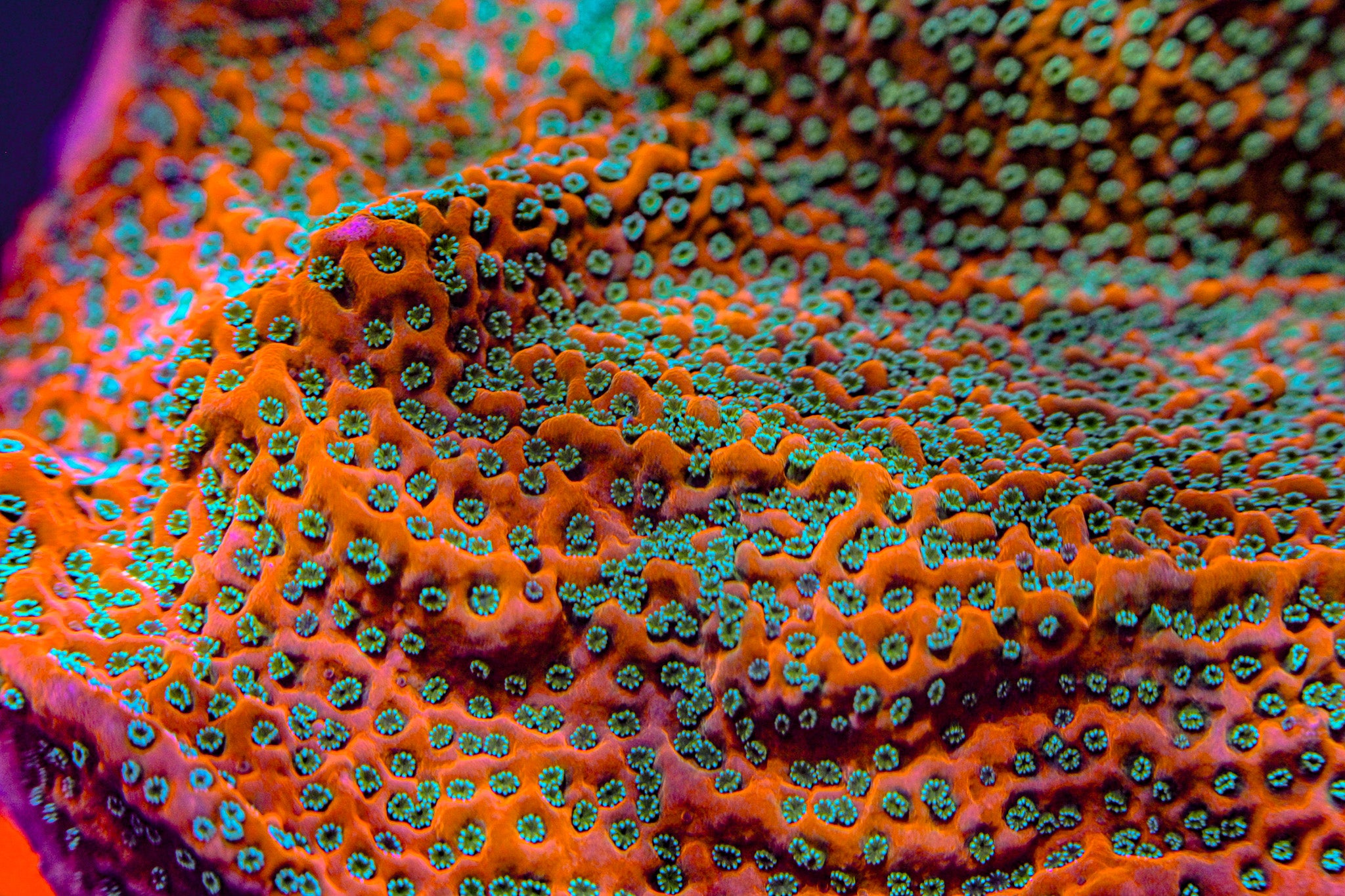 TSA Apple Jacks Montipora Frag