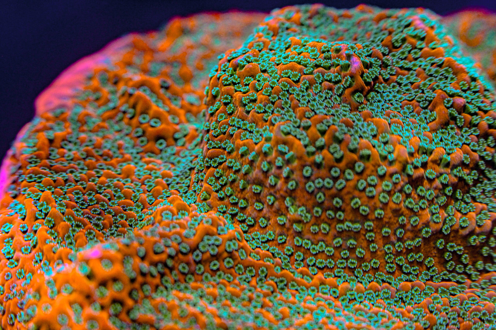 TSA Apple Jacks Montipora Frag