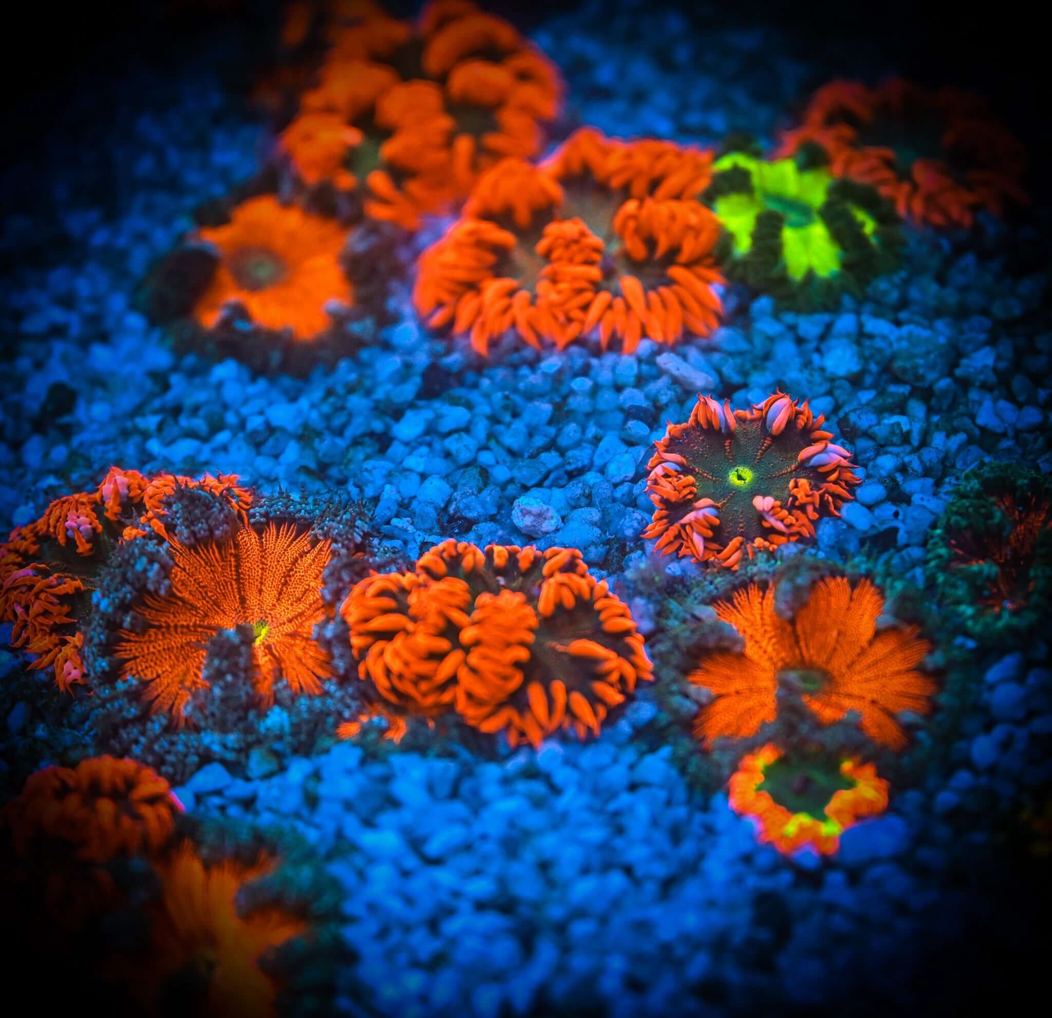 Rock Flower Anemone Four PACK