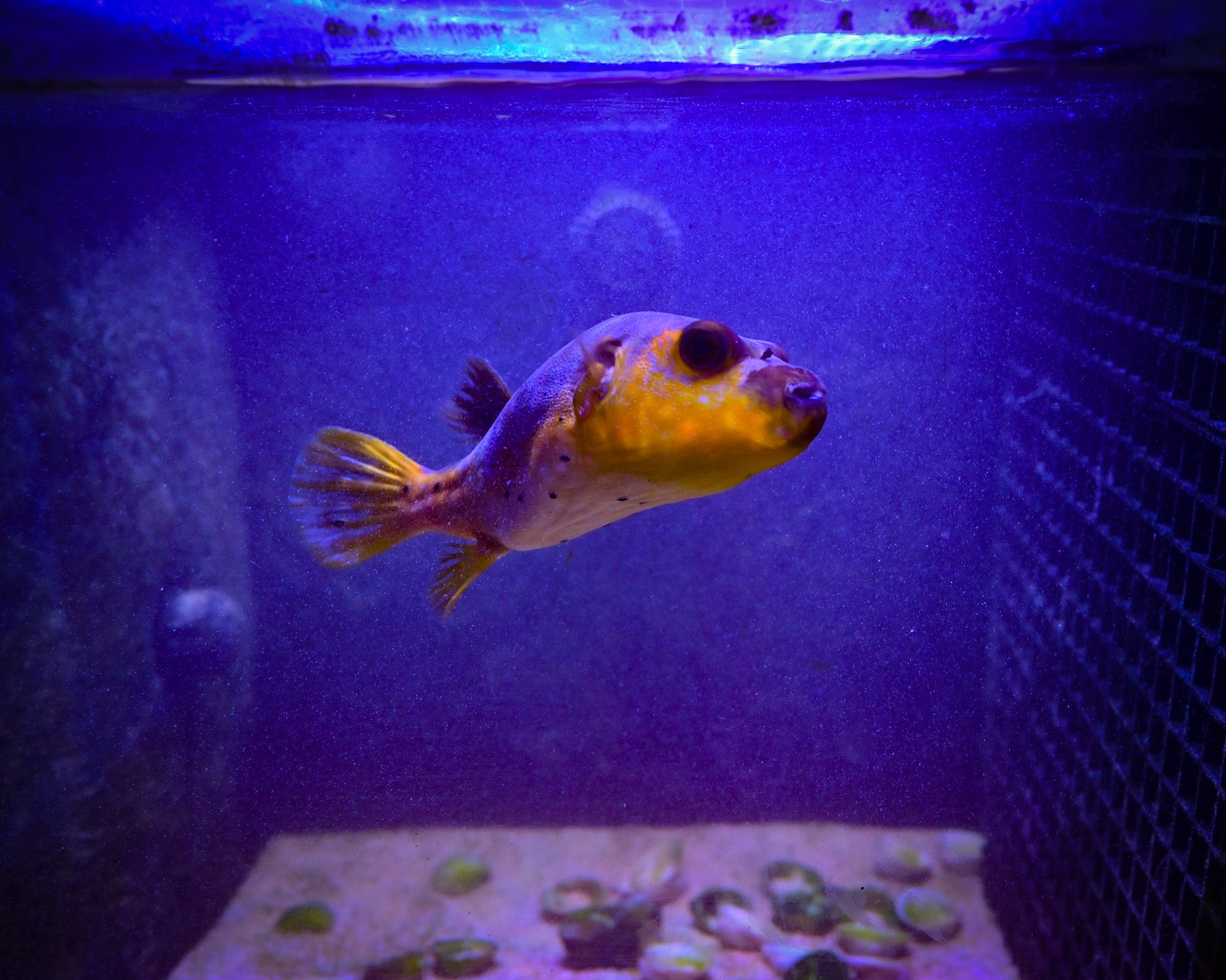 Yellow Belly Dogface Puffer *ULTRA GRADE* WYSIWYG