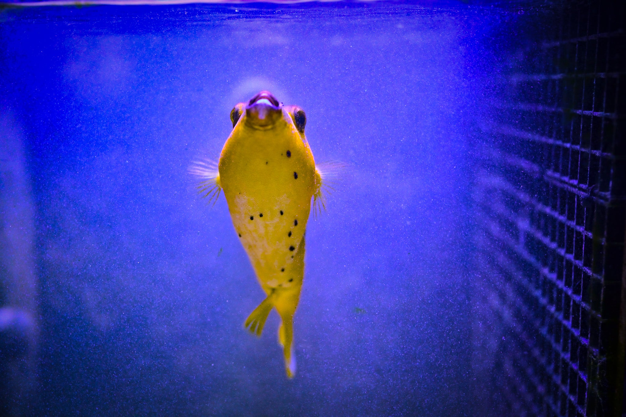 Yellow Belly Dogface Puffer *ULTRA GRADE* WYSIWYG