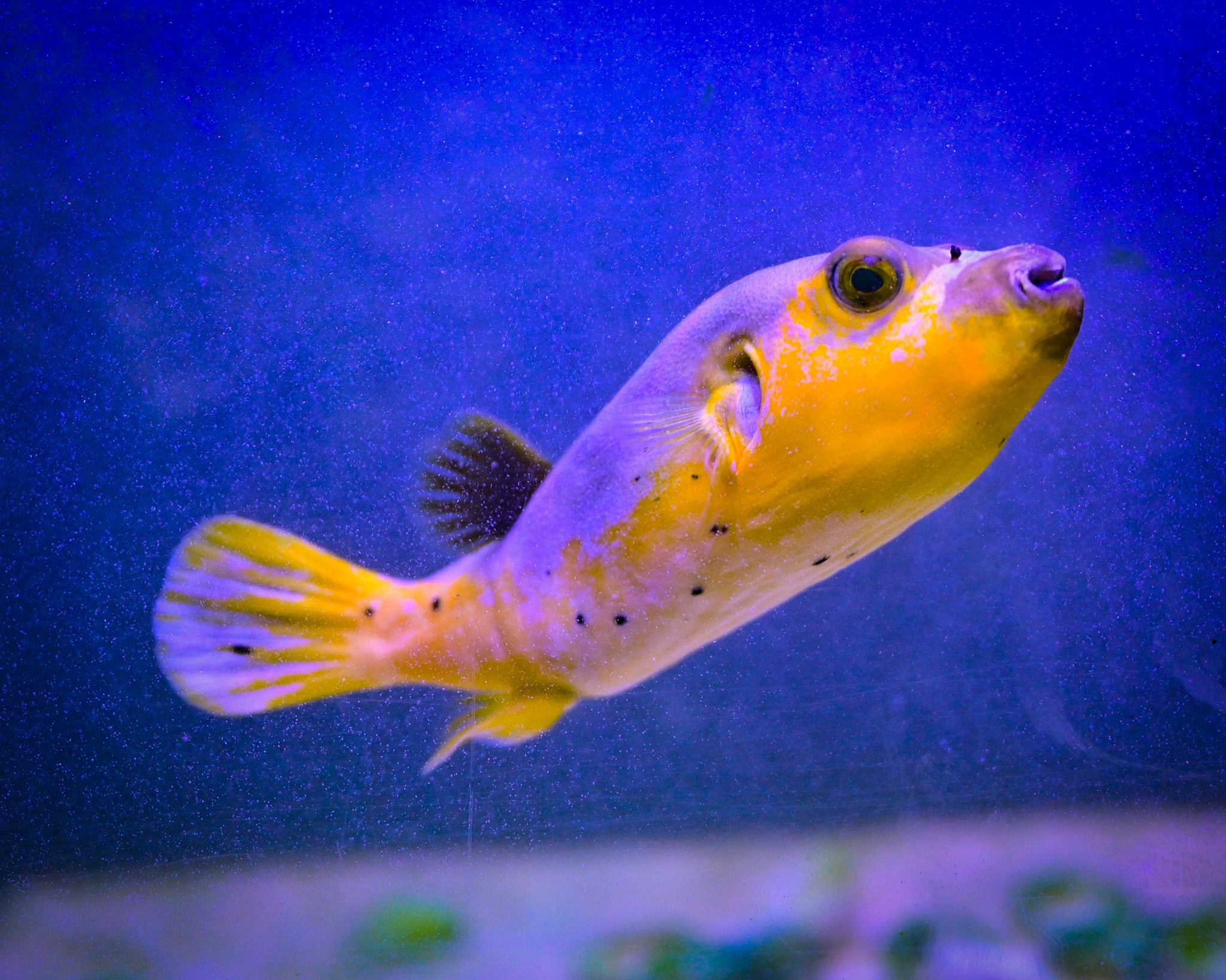 Yellow Belly Dogface Puffer *ULTRA GRADE* WYSIWYG