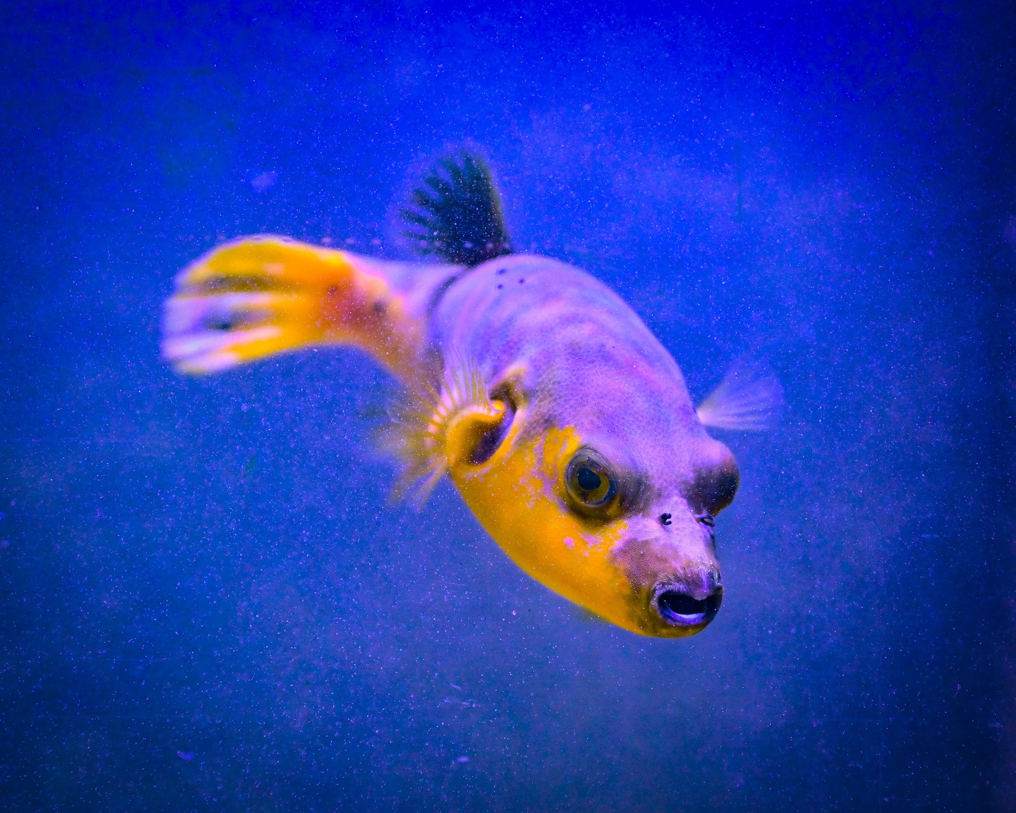 Yellow Belly Dogface Puffer *ULTRA GRADE* WYSIWYG