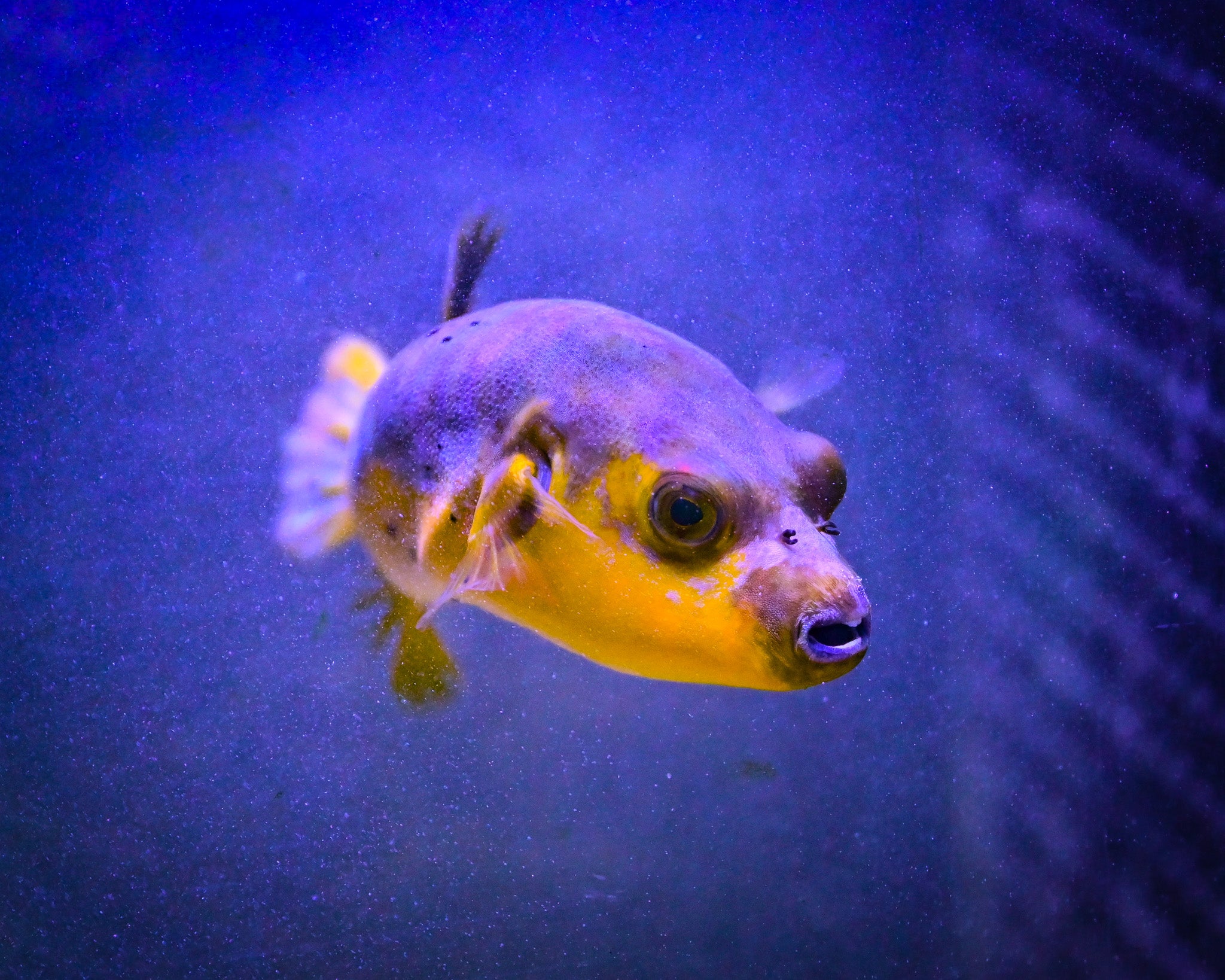 Yellow Belly Dogface Puffer *ULTRA GRADE* WYSIWYG