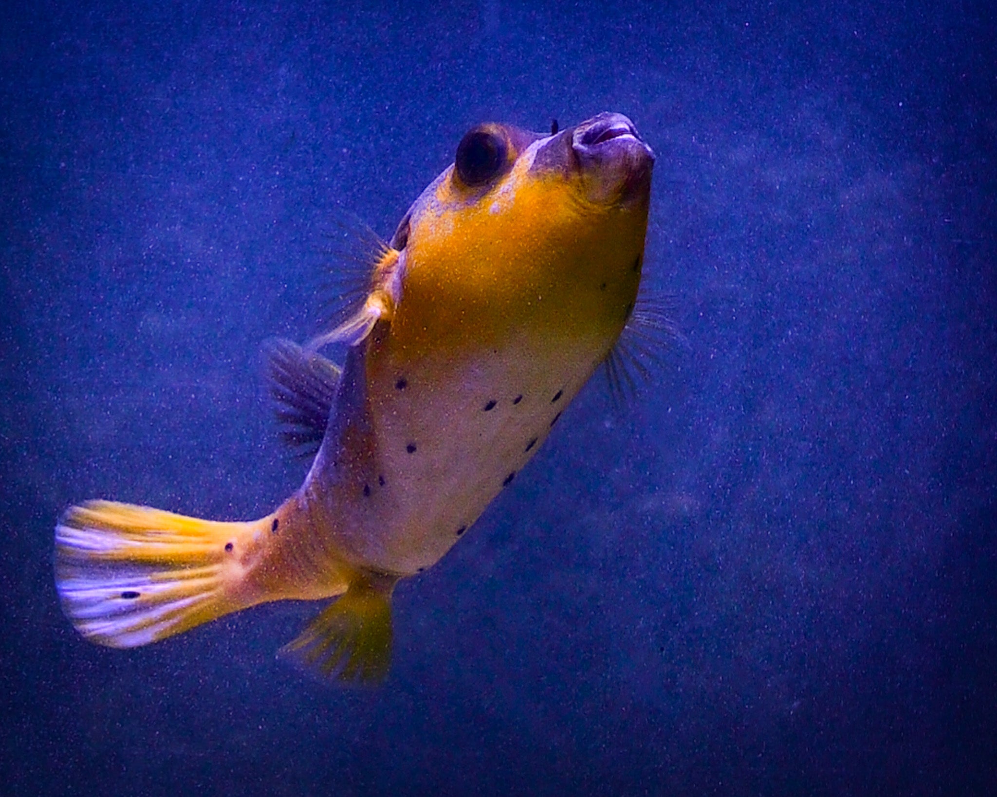 Yellow Belly Dogface Puffer *ULTRA GRADE* WYSIWYG