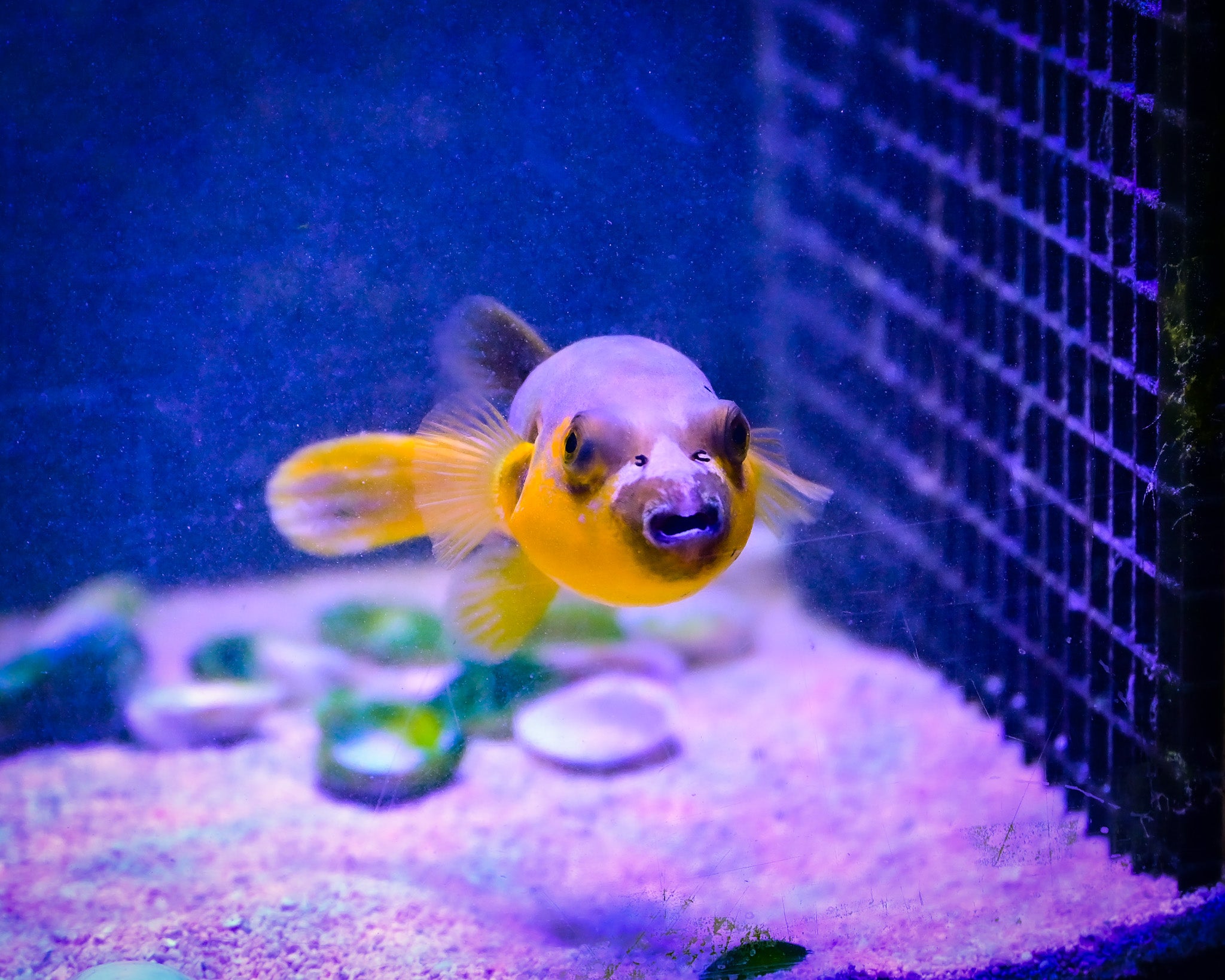 Yellow Belly Dogface Puffer *ULTRA GRADE* WYSIWYG