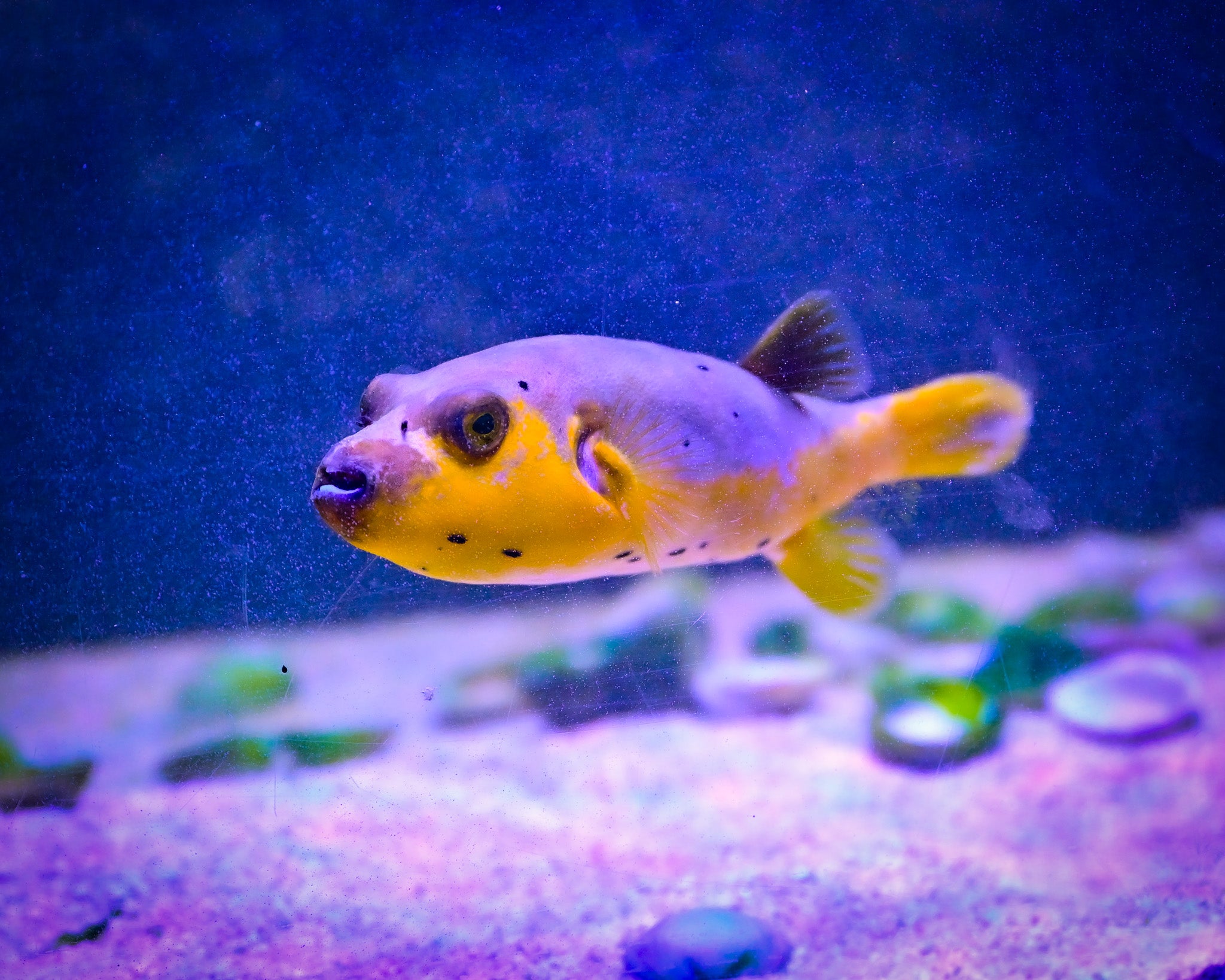 Yellow Belly Dogface Puffer *ULTRA GRADE* WYSIWYG