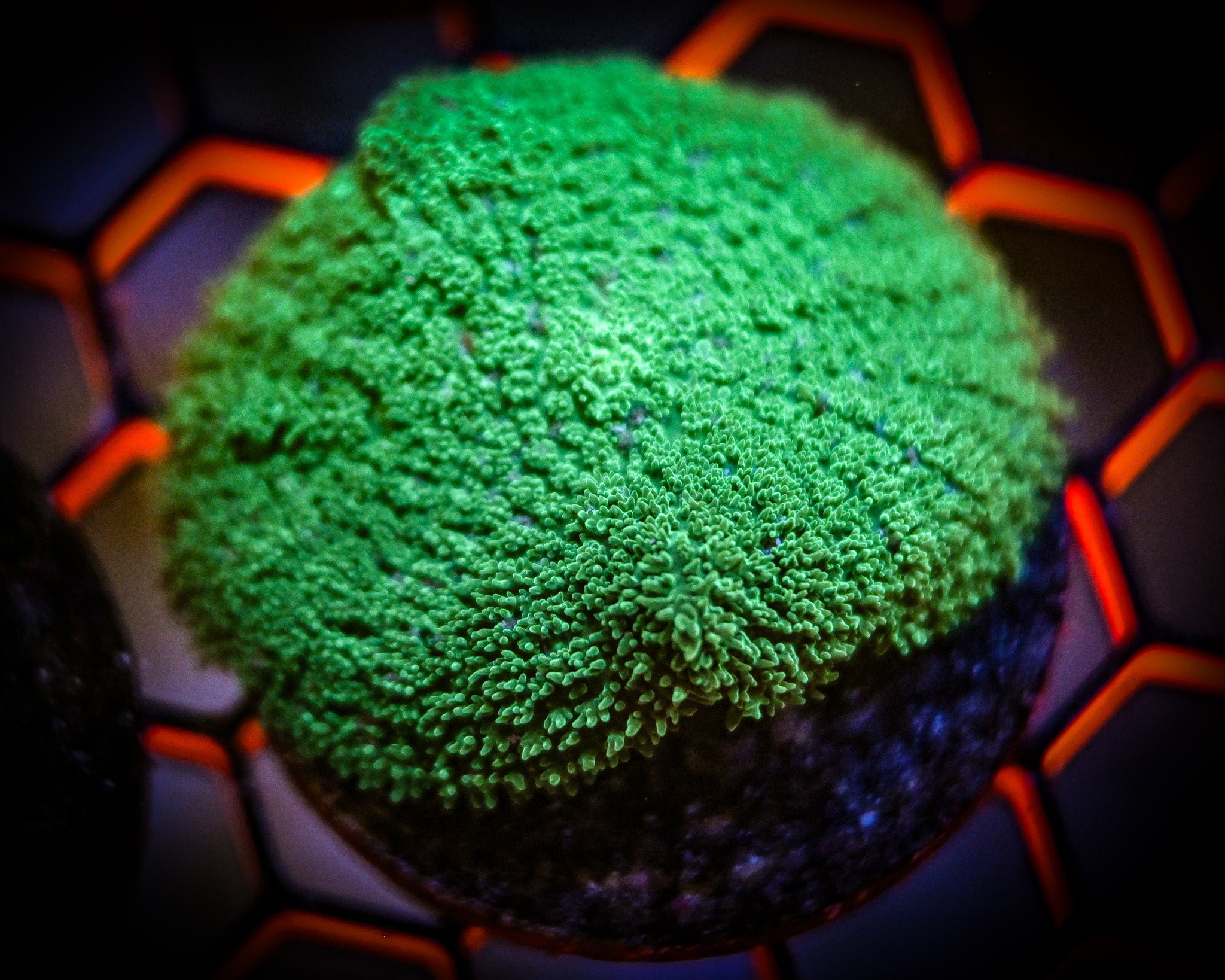 Green Rhodactis Mushroom Frag
