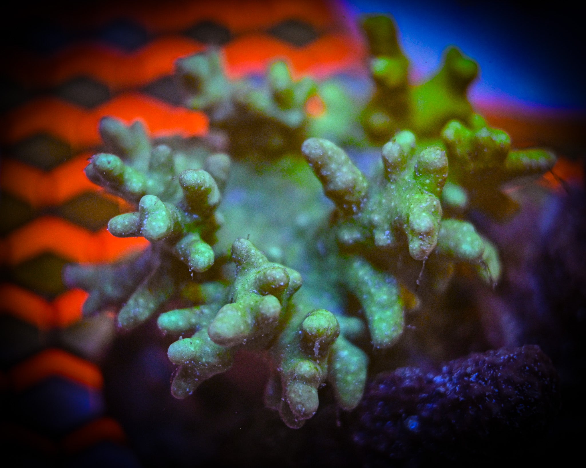 Green Sinularia Leather Coral WYSIWYG