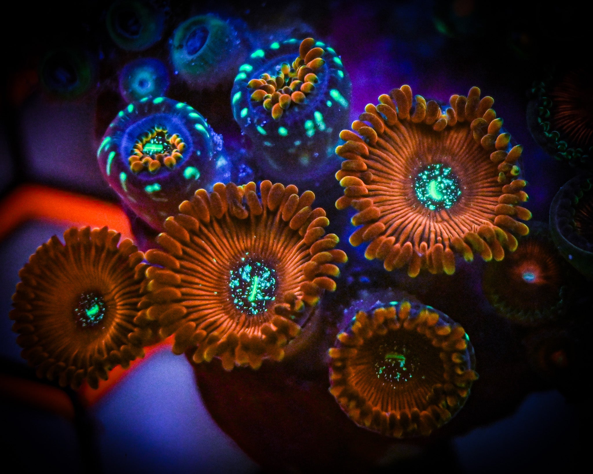Zoanthid *MAGICIANS* Mixed Rock Colony WYSIWYG