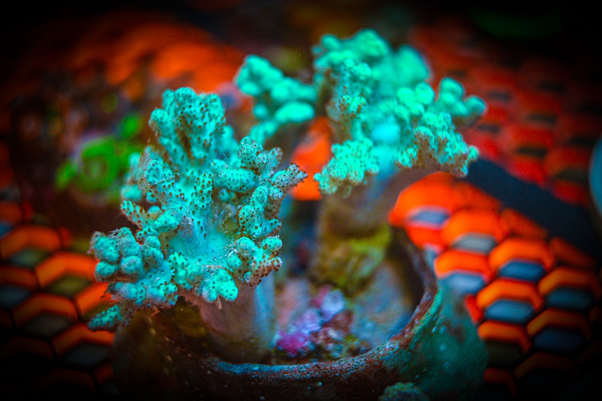 Green Sinularia Leather Coral WYSIWYG