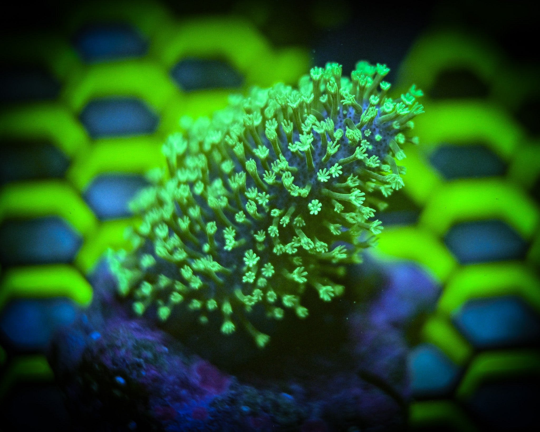 Neon Green Crown Leather Frag