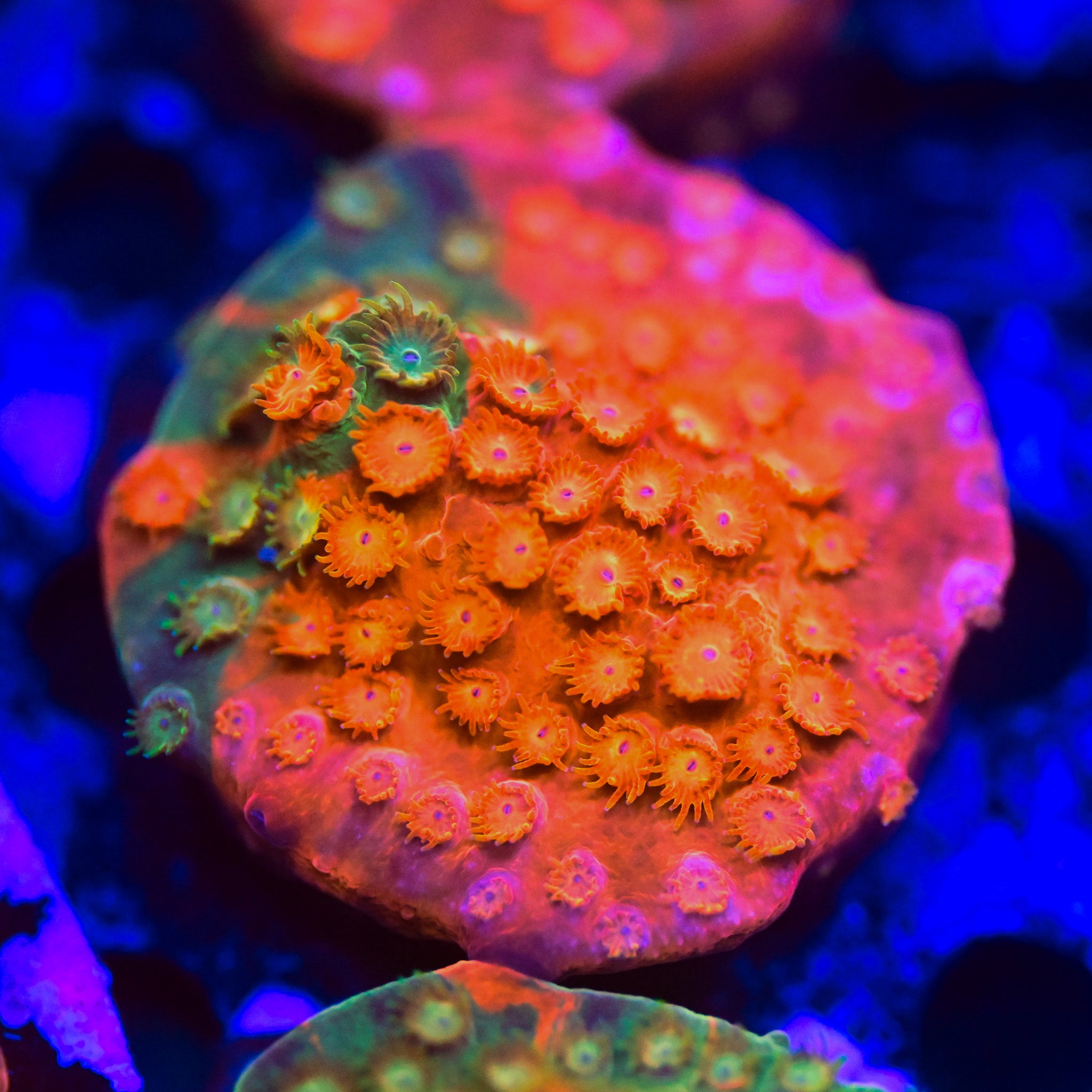RC Circuit Breaker Cyphastrea Frag ALMOST WYSIWYG
