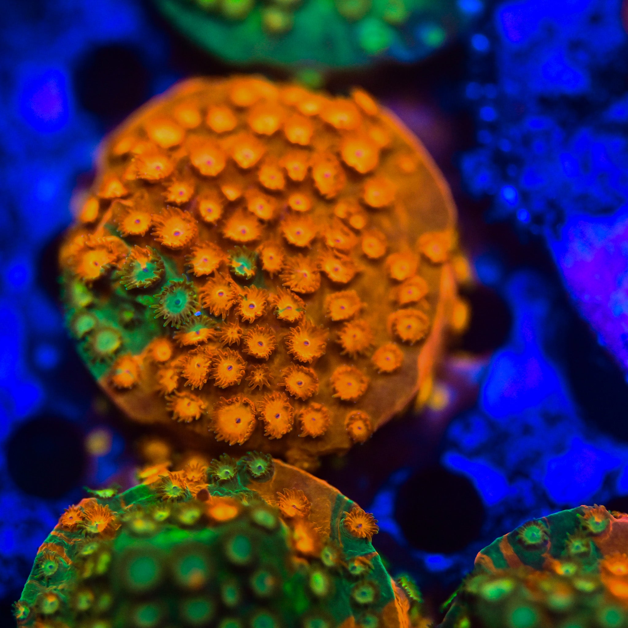 RC Circuit Breaker Cyphastrea Frag ALMOST WYSIWYG