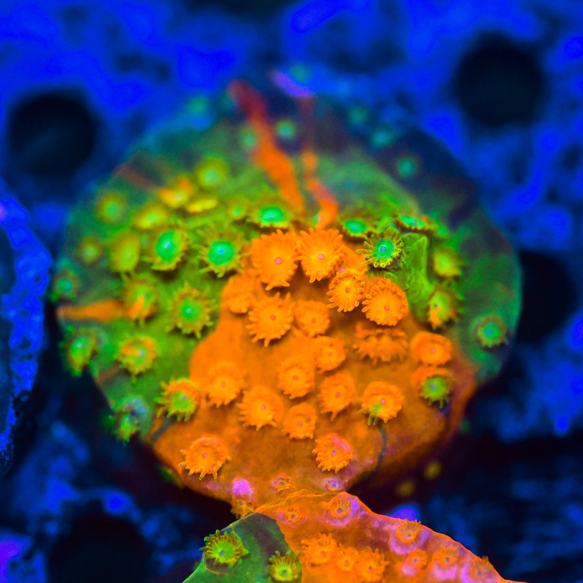 RC Circuit Breaker Cyphastrea Frag ALMOST WYSIWYG