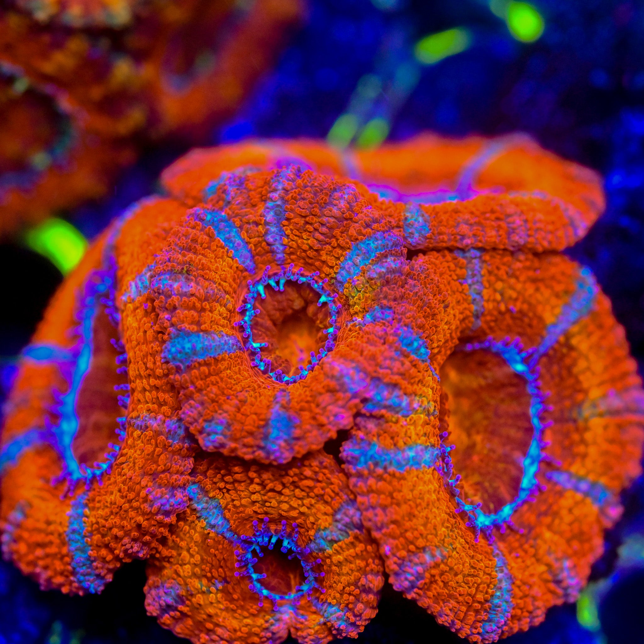 RC Insane Red Micromussa WYSIWYG