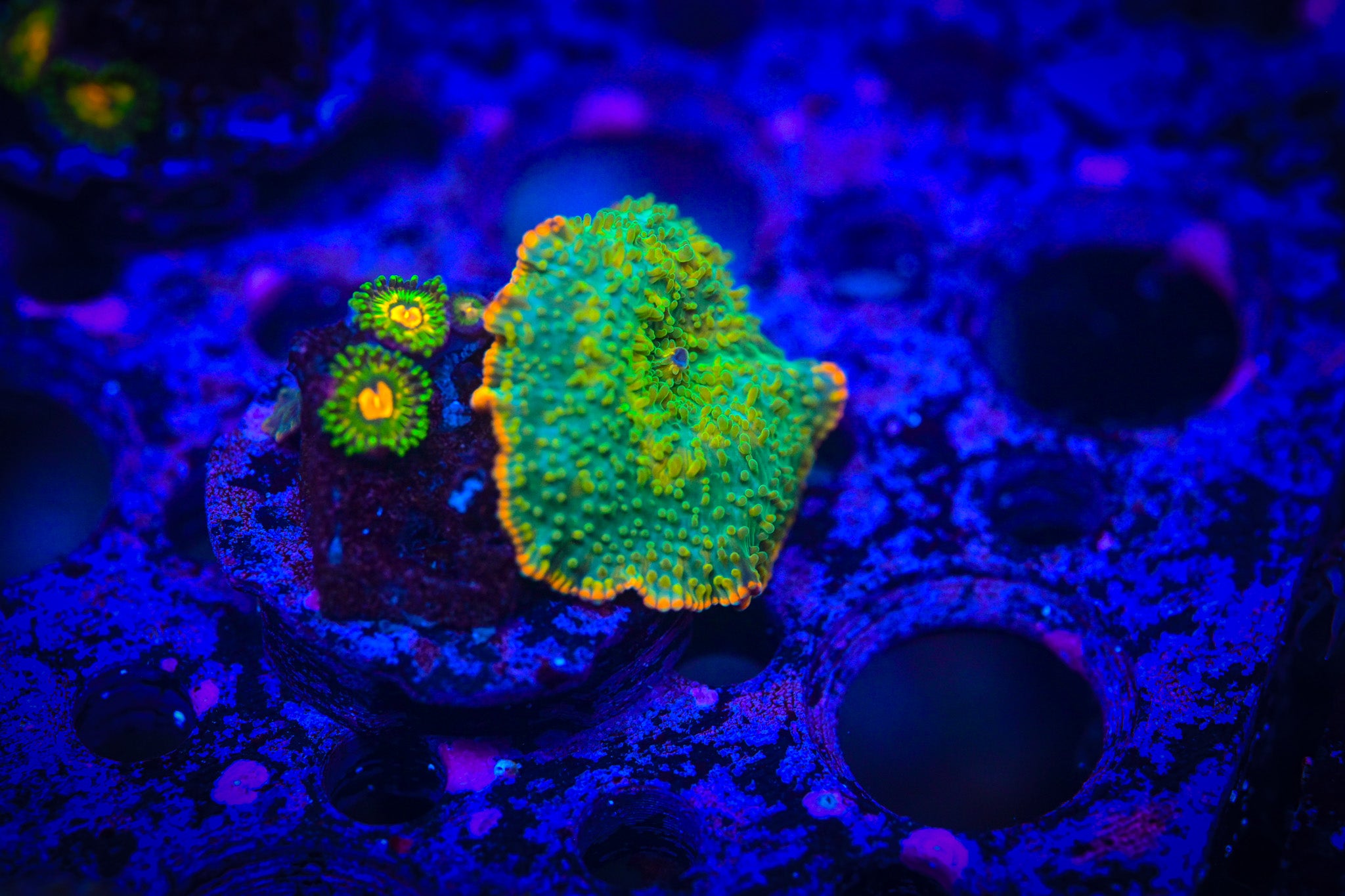 RC Tequila Sunrise Mushroom *ALMOST WYSIWYG*