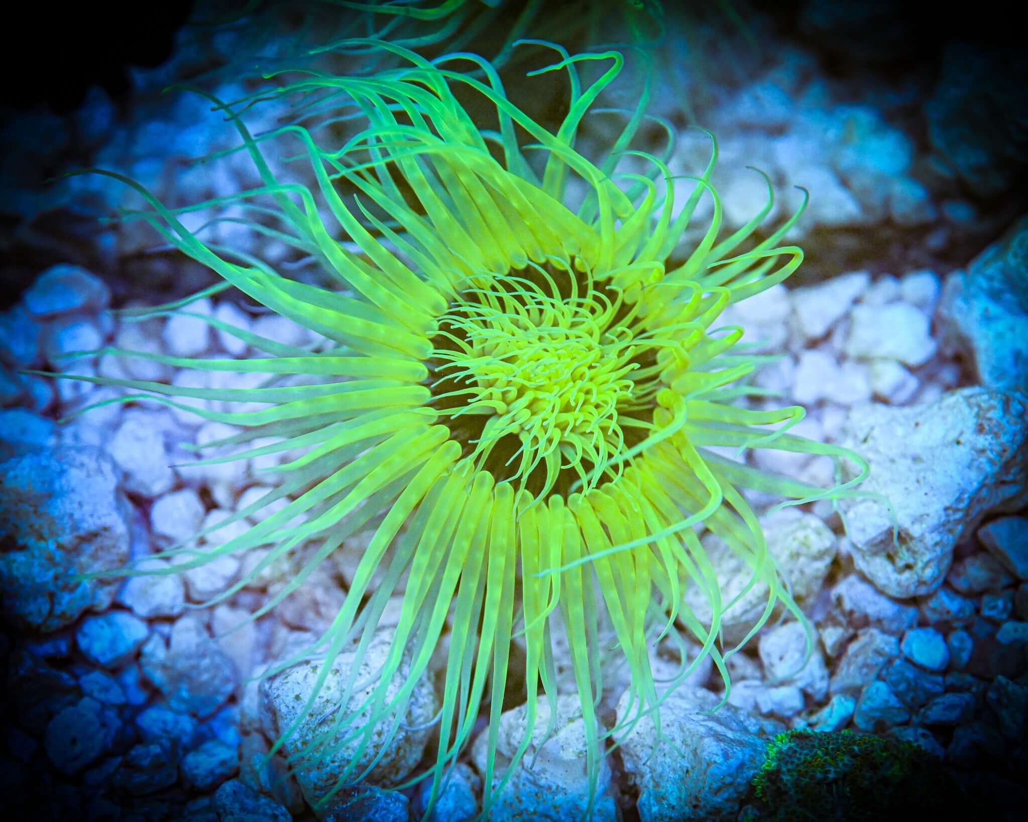 Highlighter Green Tube Anemone WYSIWYG