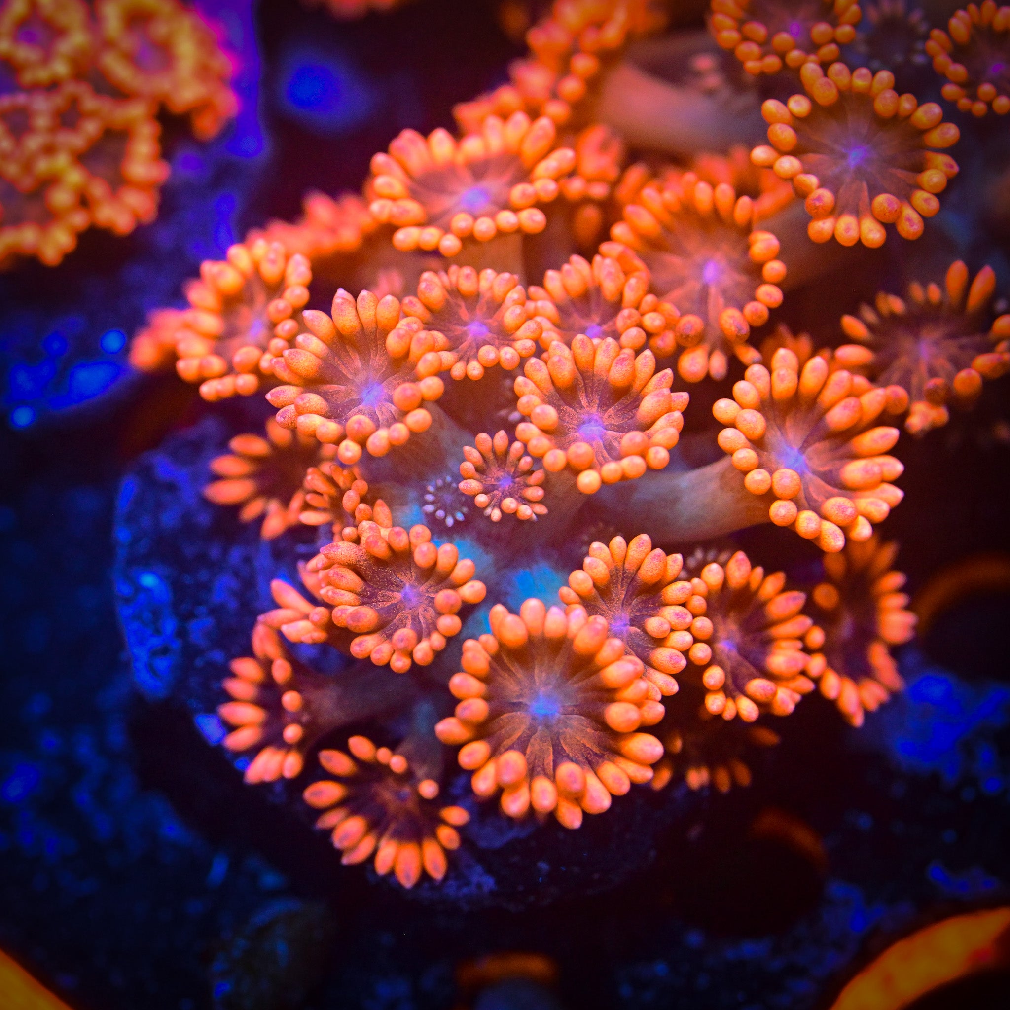 RC Cold Blooded Killer Goniopora