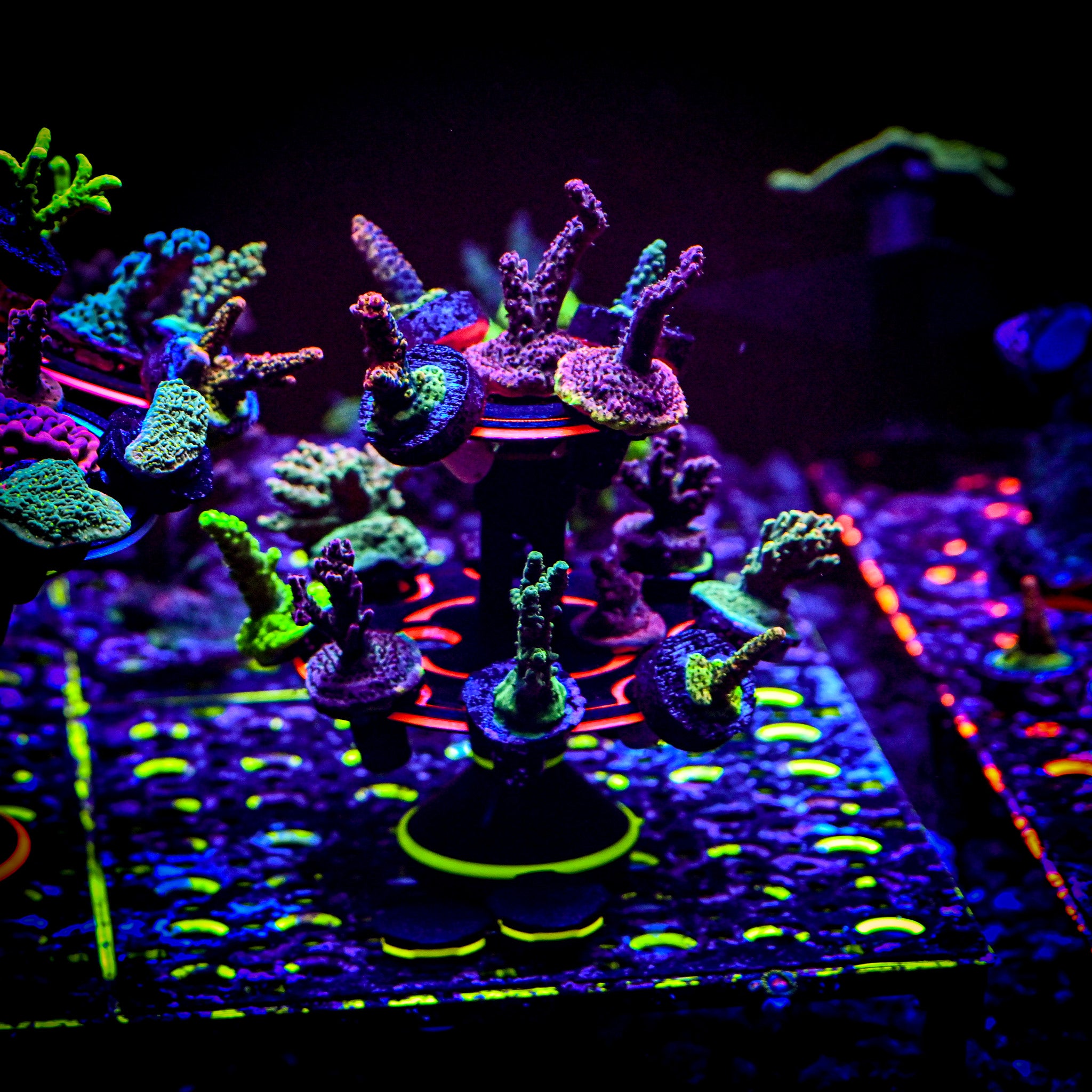 The Ninja Coral Platform (Modular Vertical Frag Rack)