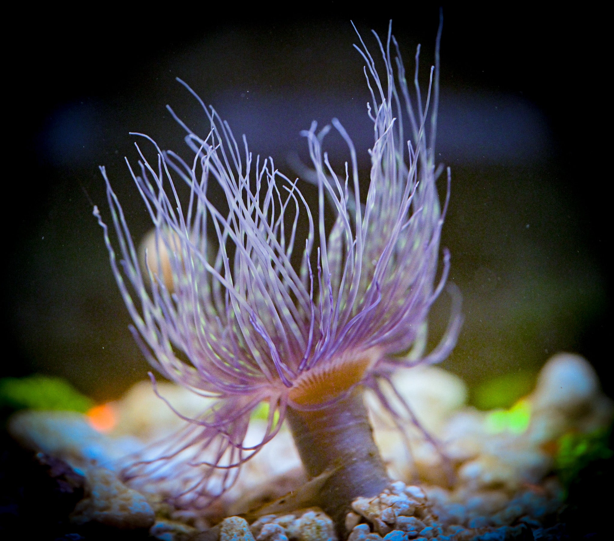 Purple Tube Anemone WYSIWYG