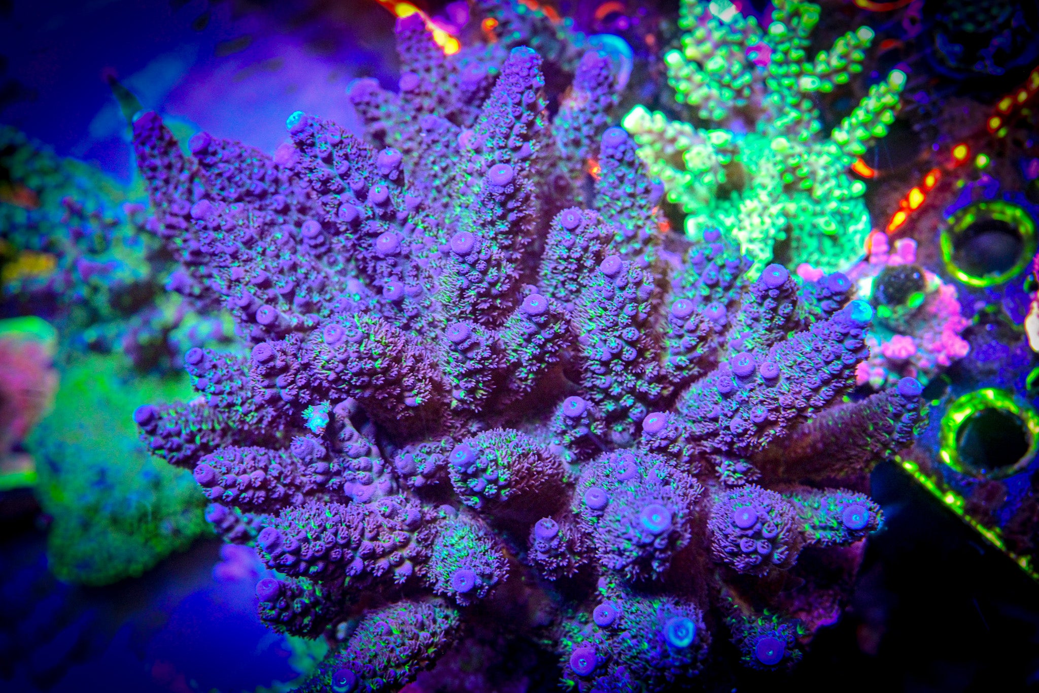 RC Smurf Blood Acropora *CUT TO ORDER*