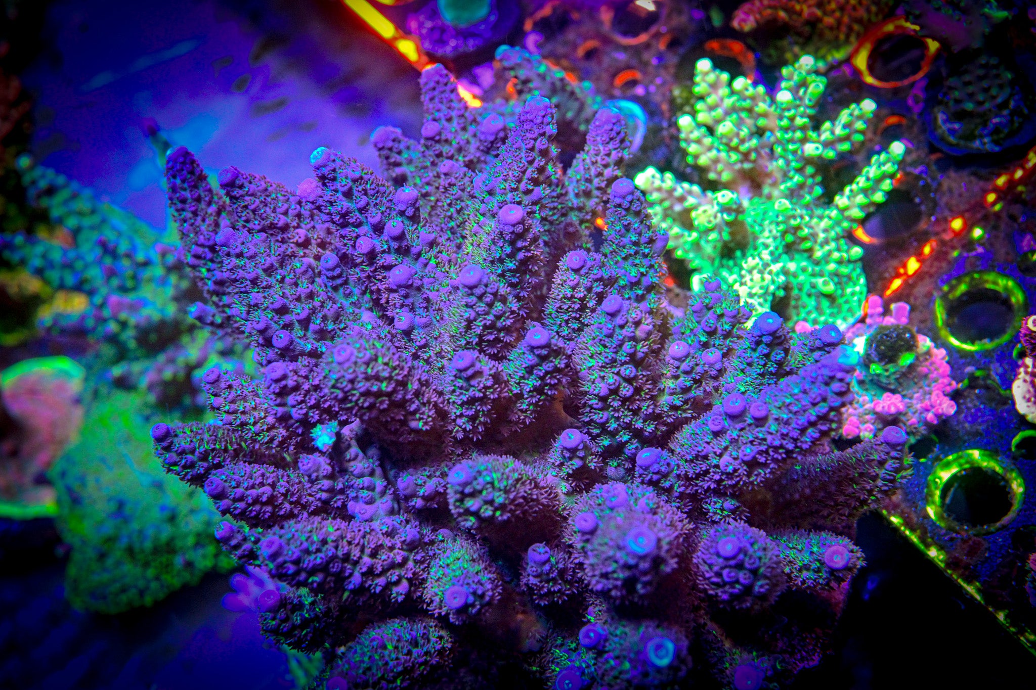 RC Smurf Blood Acropora *CUT TO ORDER*