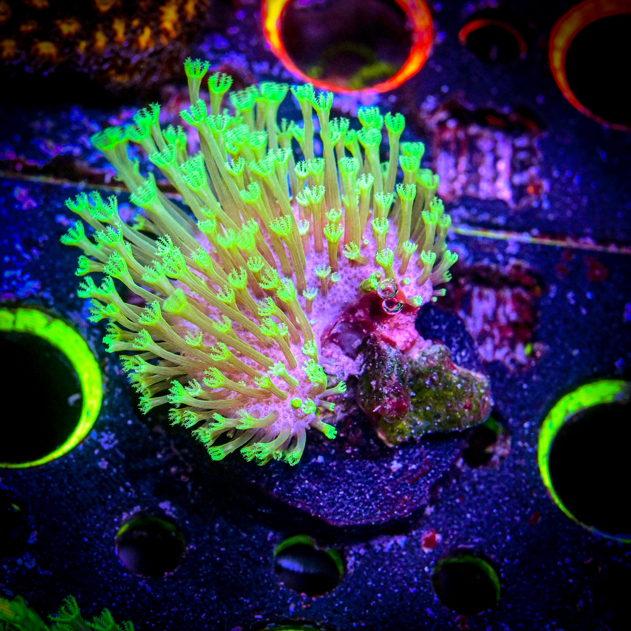 Reef Chasers | Buy Corals Online | Kenya Tree Coral for Sale