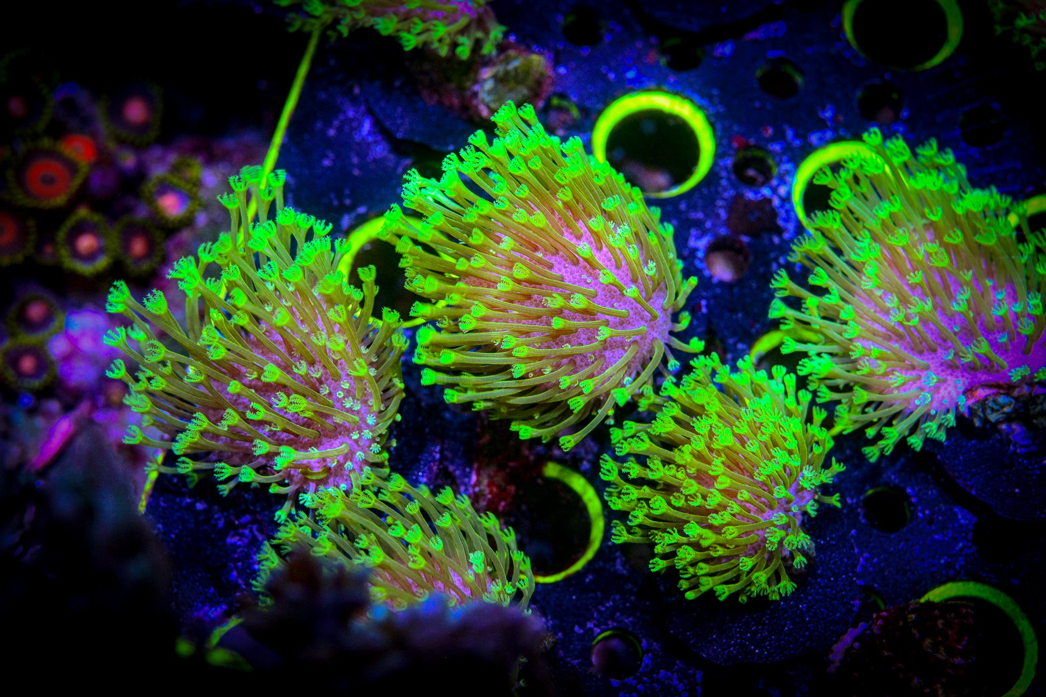 RC Neon Green Toadstool (Long Polyp) *ALMOST WYSIWYG*