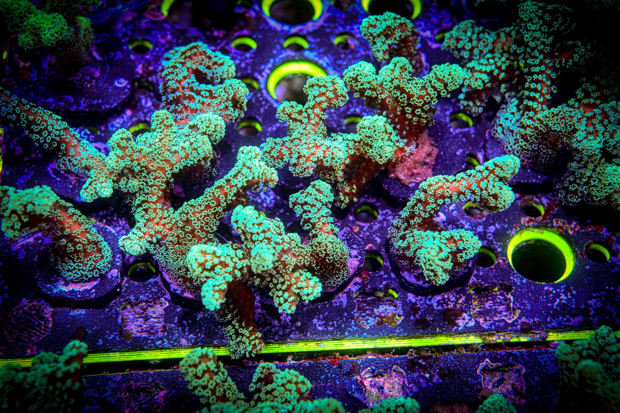 Reef Chasers | Buy Corals Online | SPS Birds Nest Coral for Sale