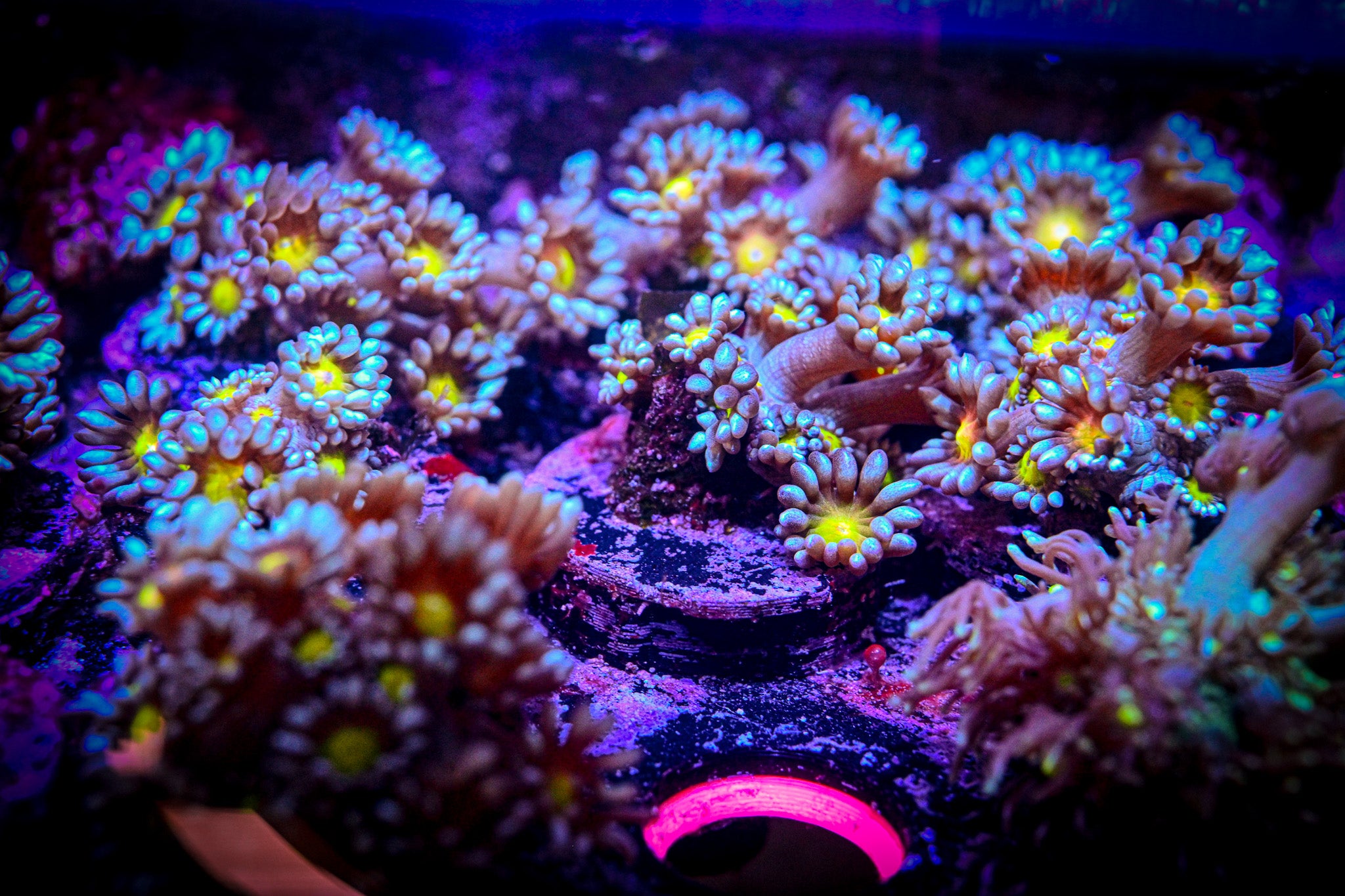 RC Yellow Eyed Goniopora