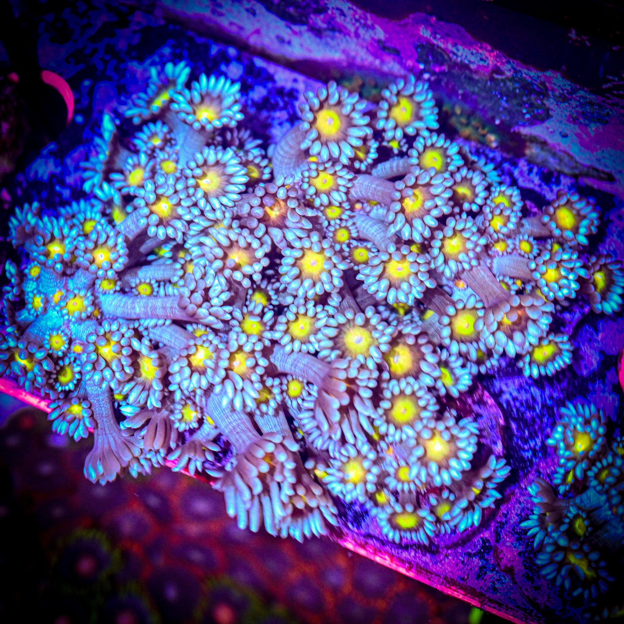 RC Yellow Eyed Goniopora