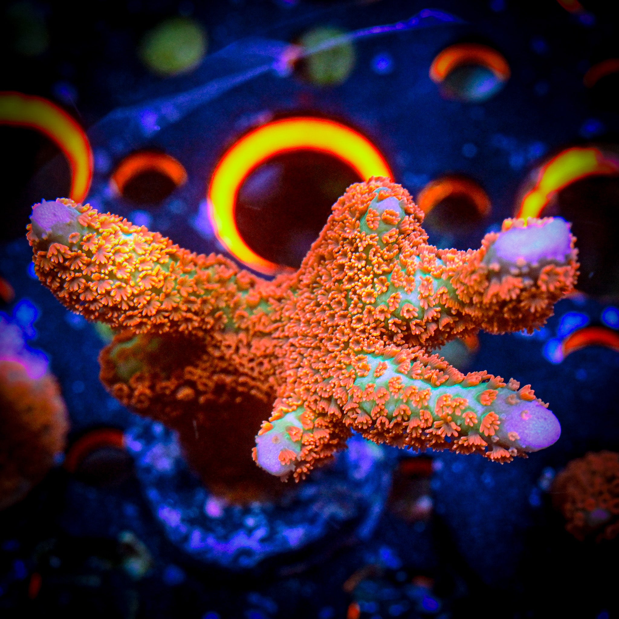 RC Forest Fire Montipora Digitata *ALMOST WYSIWYG*