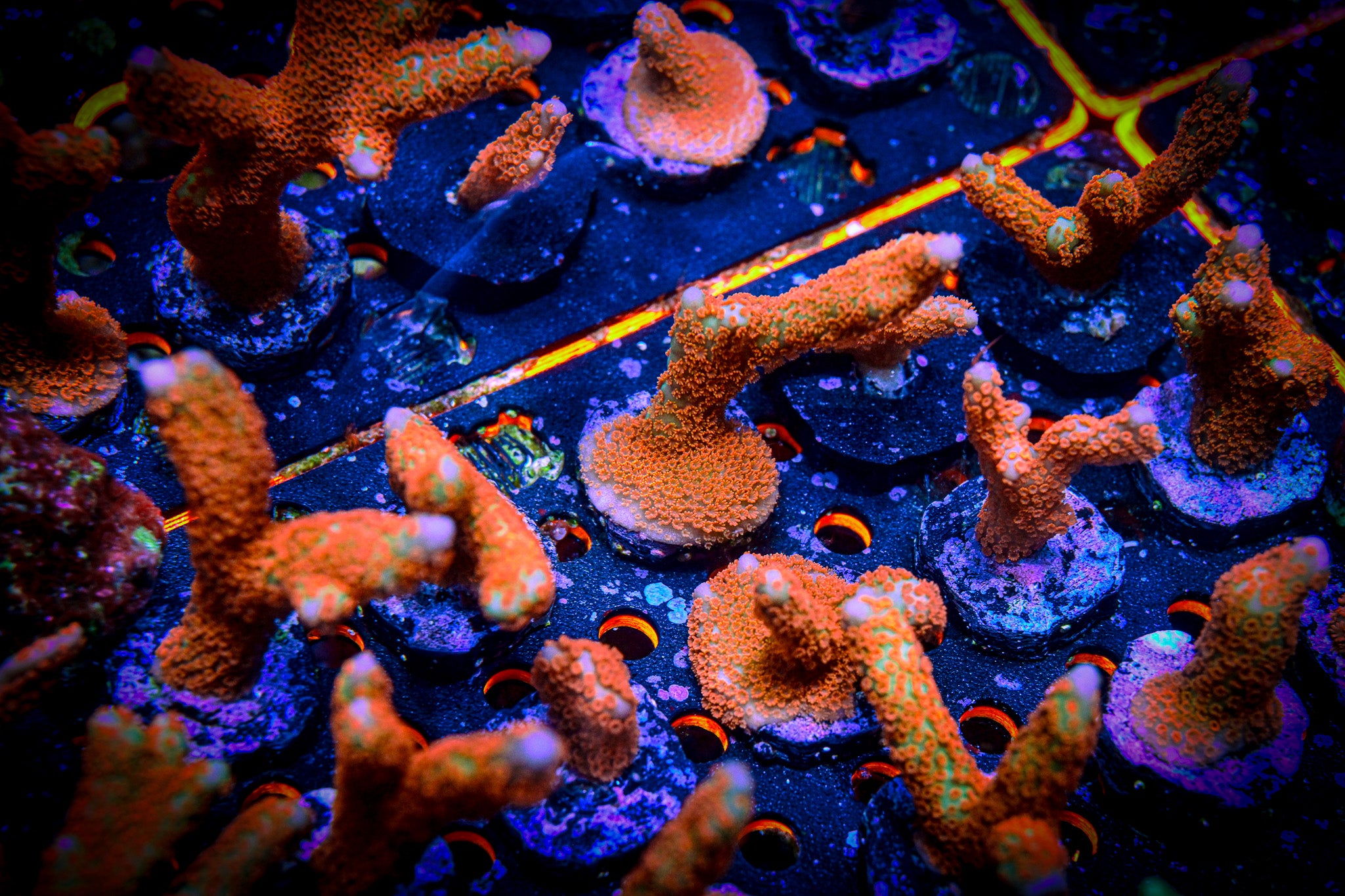 RC Forest Fire Montipora Digitata *ALMOST WYSIWYG*