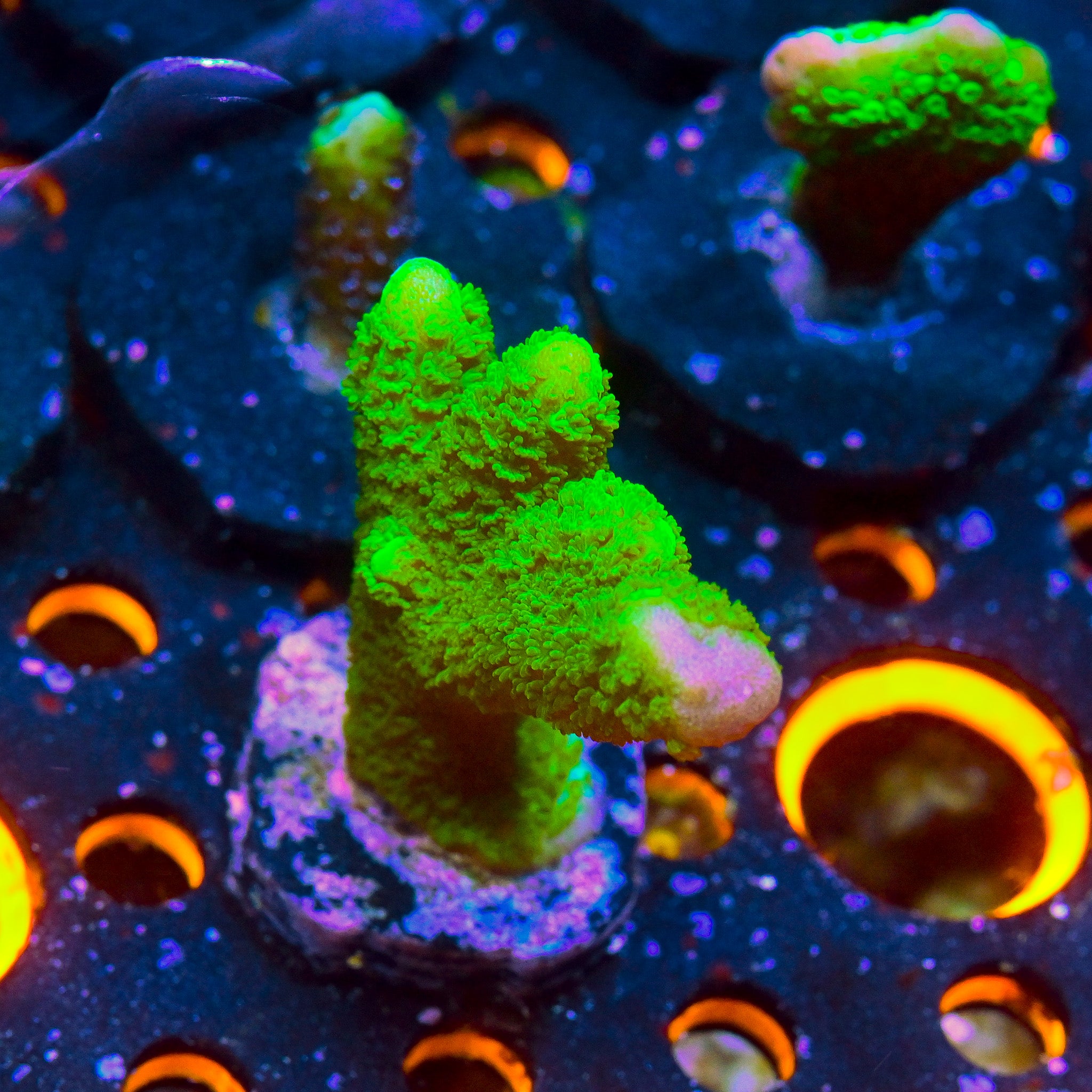 RC Green Montipora Digitata Frag