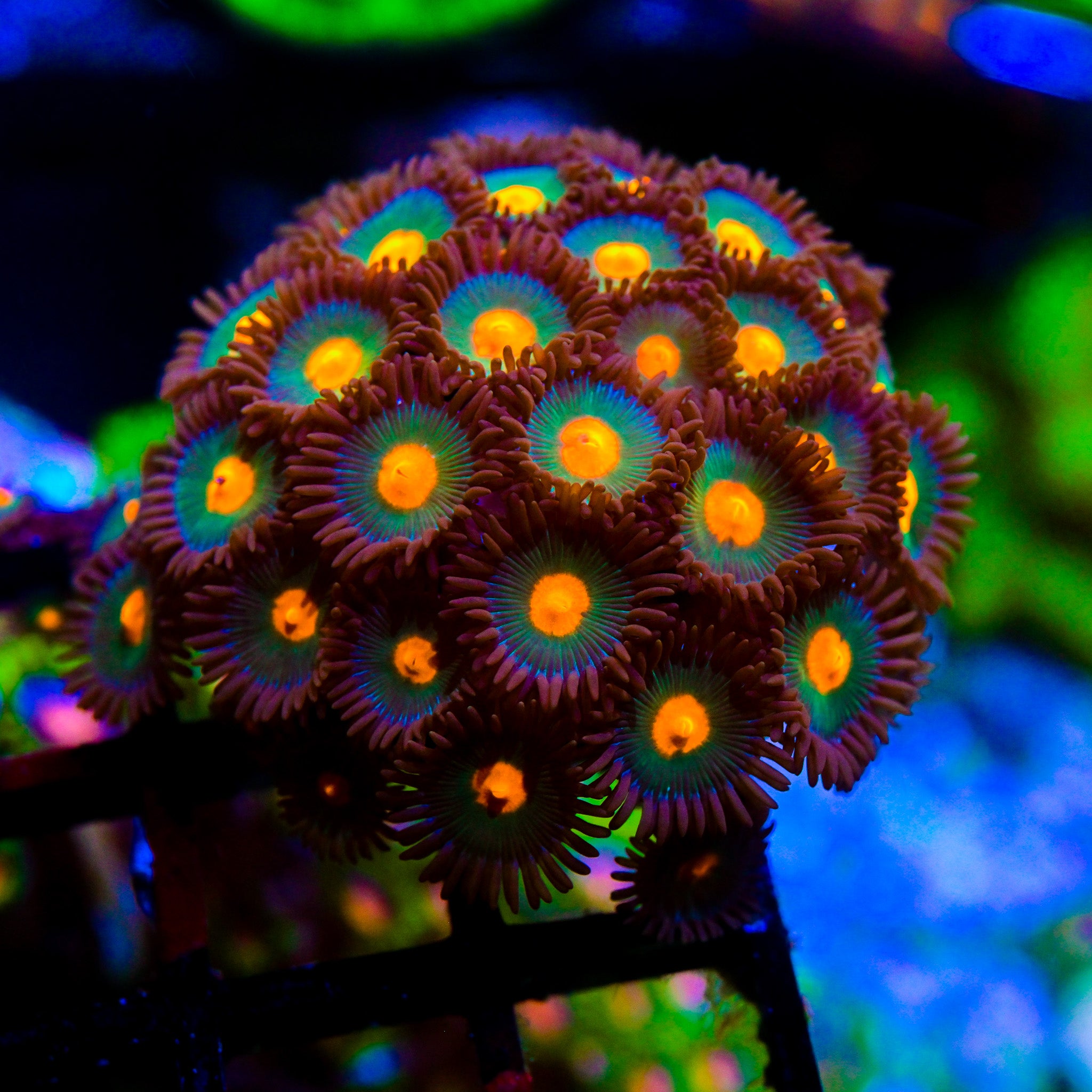RC Gorilla Nipple Zoanthid