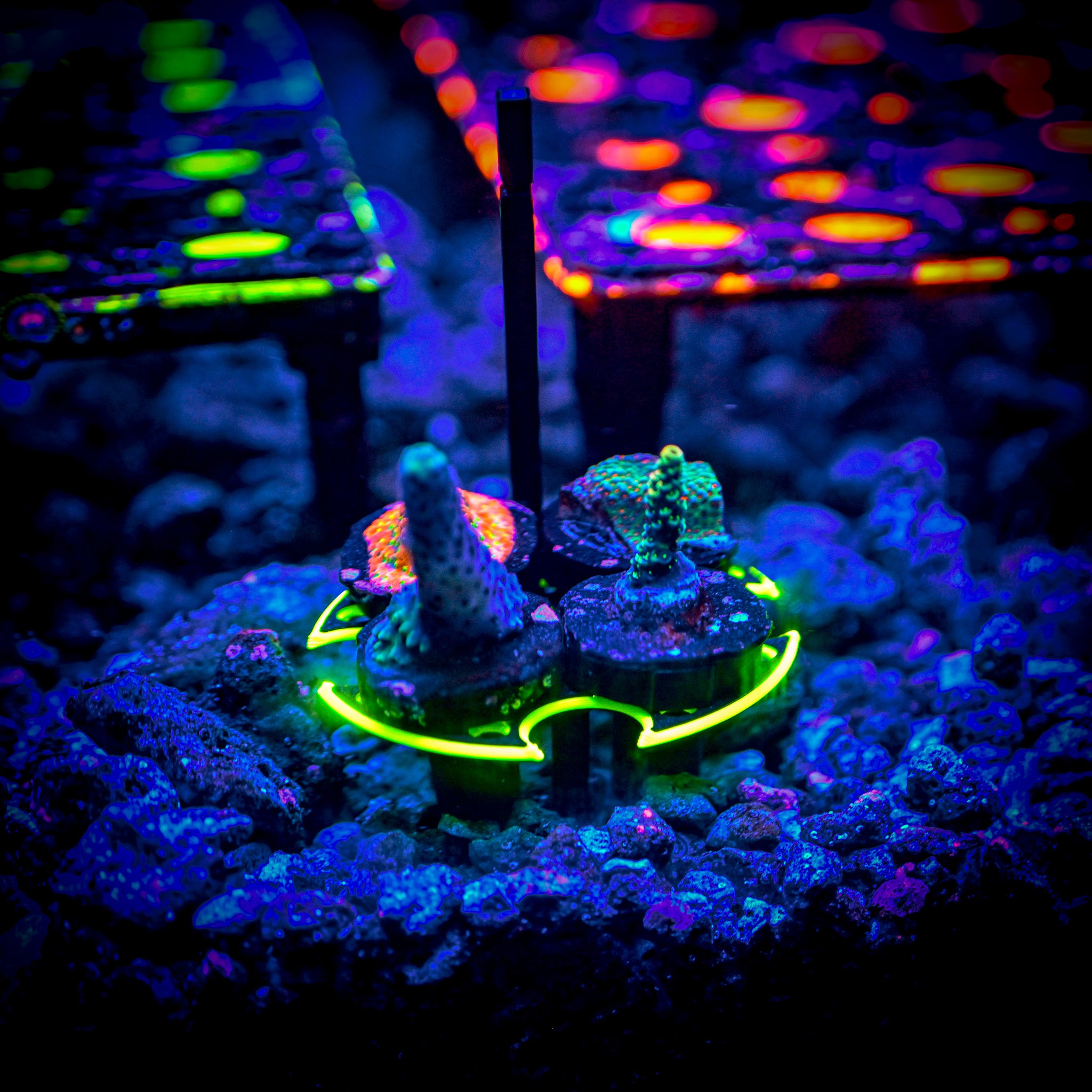 Coral Frag Tech | The Ninja Coral Frag Transporter